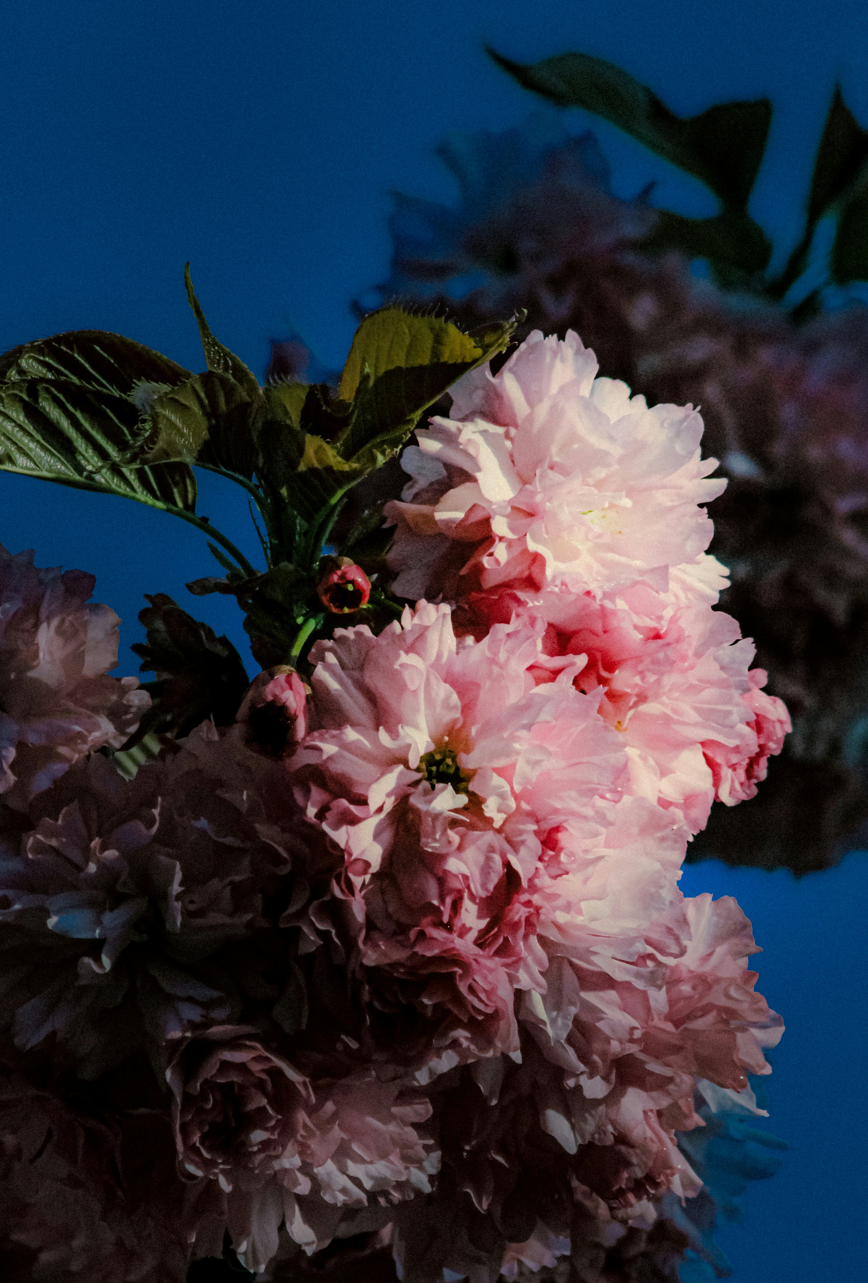 Delicati fiori rosa di ciliegio su uno sfondo blu scuro
