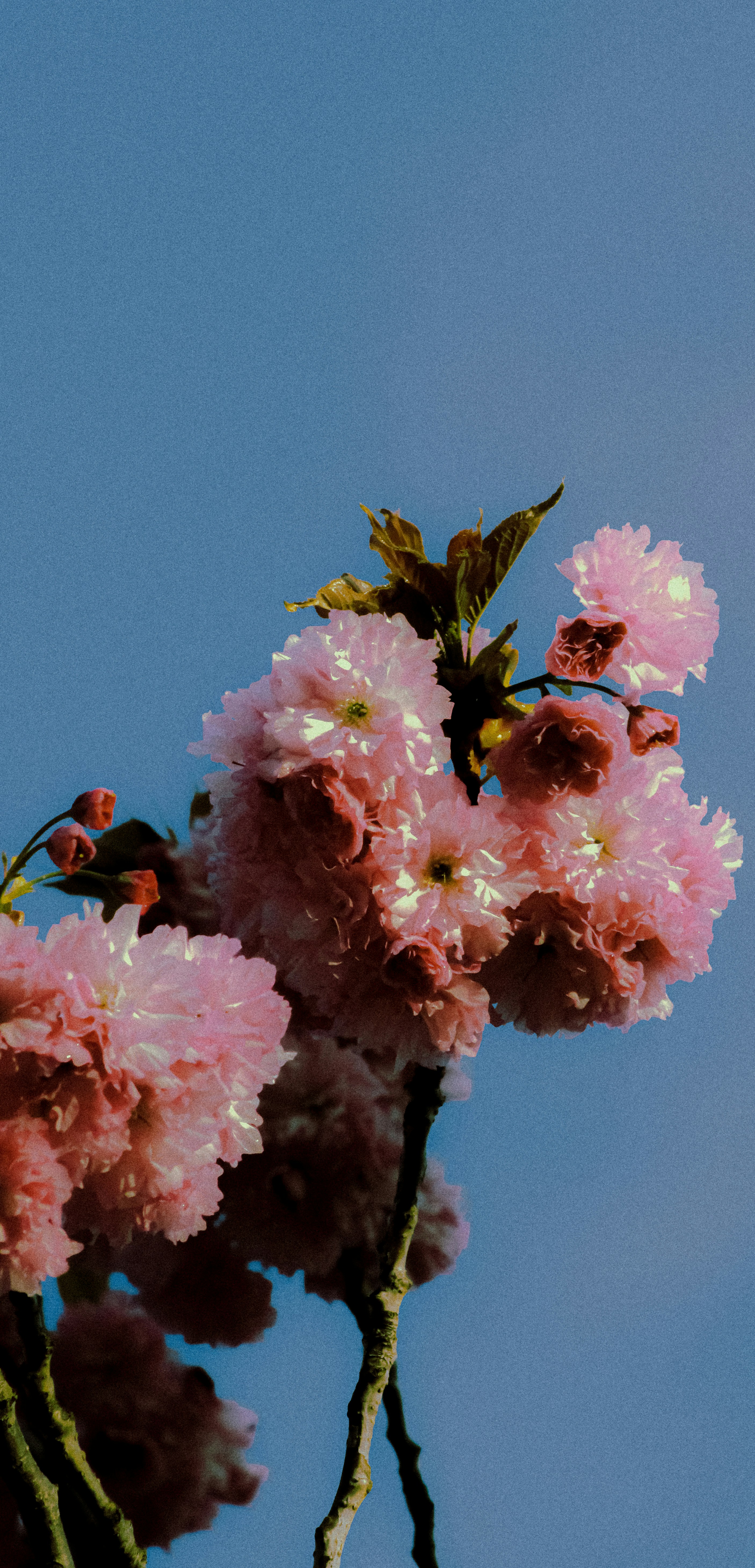 Ciliegio rosa fiorisce contro un cielo azzurro limpido