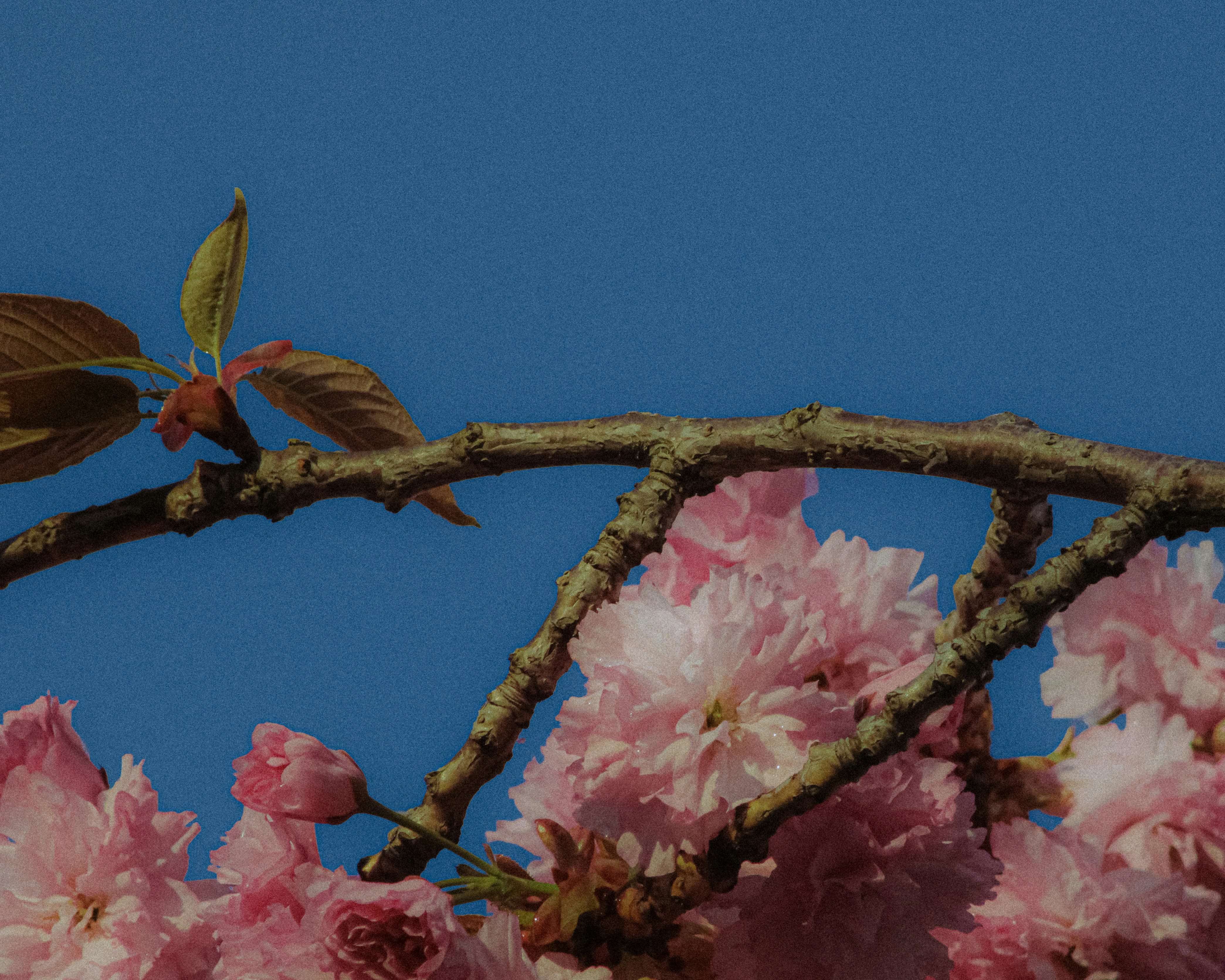 Fiori rosa di ciliegio su un ramo contro il cielo azzurro