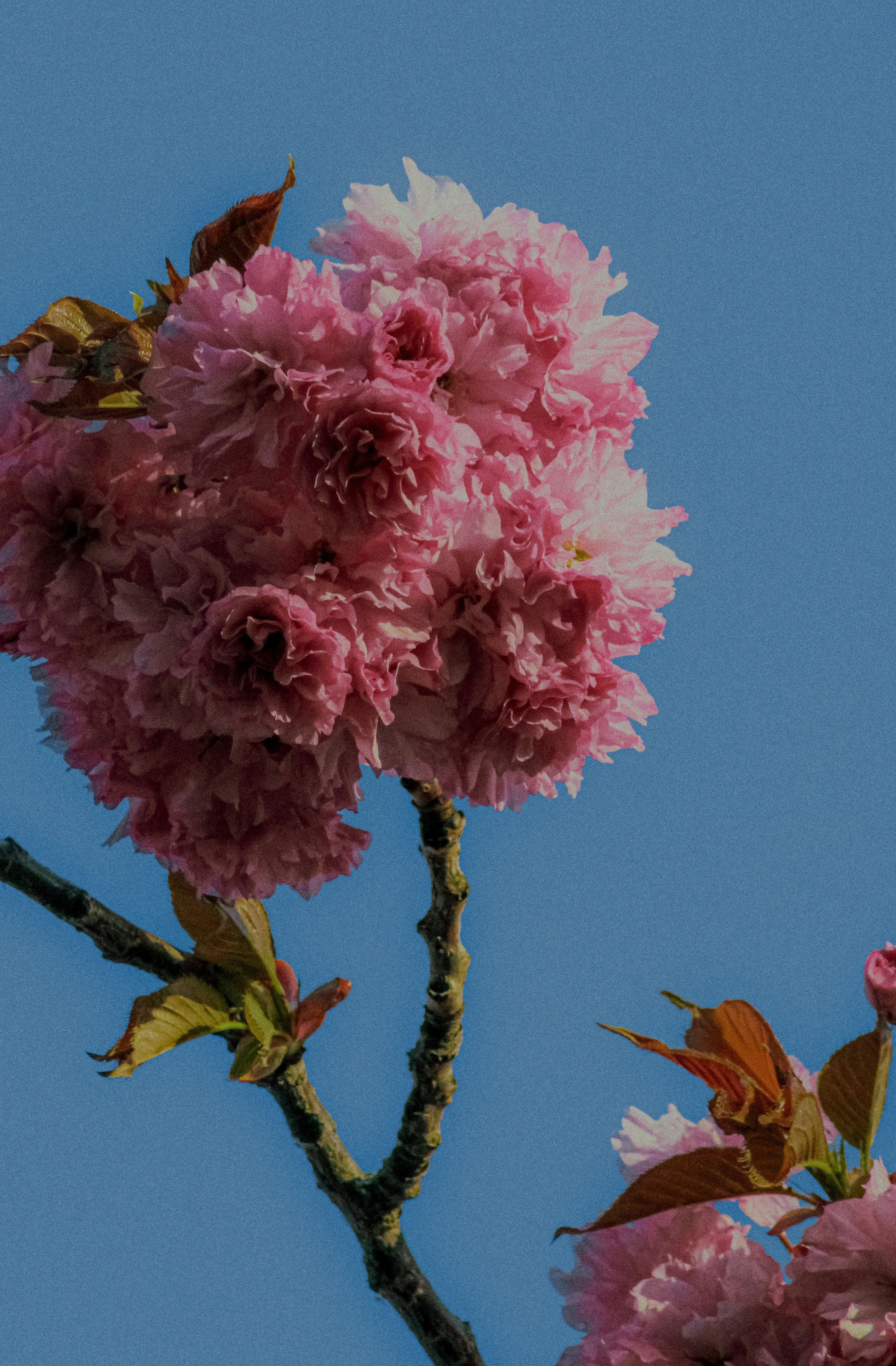 Un grappolo di ciliegi rosa si staglia contro un cielo azzurro.
