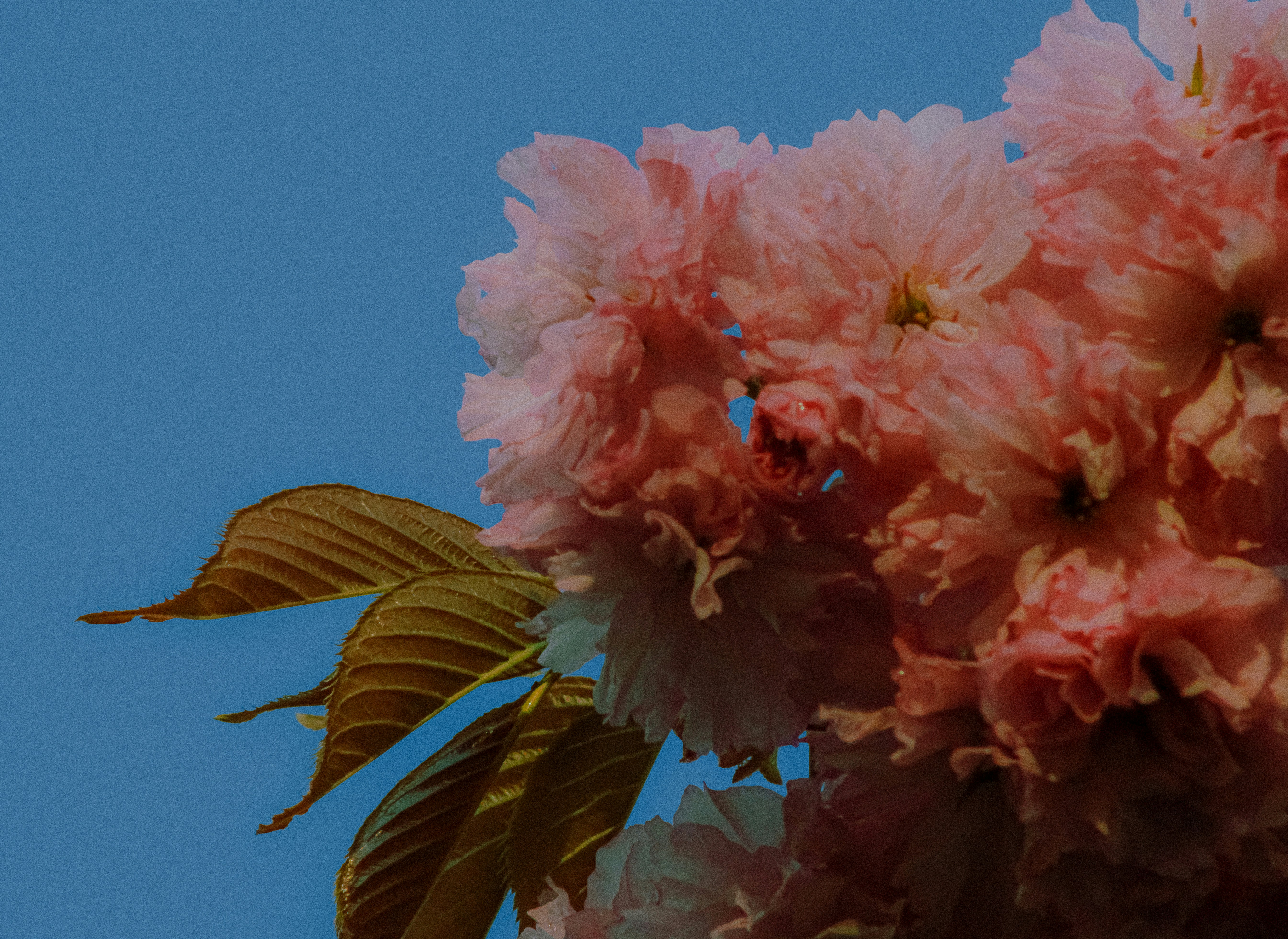Primo piano di fiori di ciliegio rosa contro un cielo azzurro