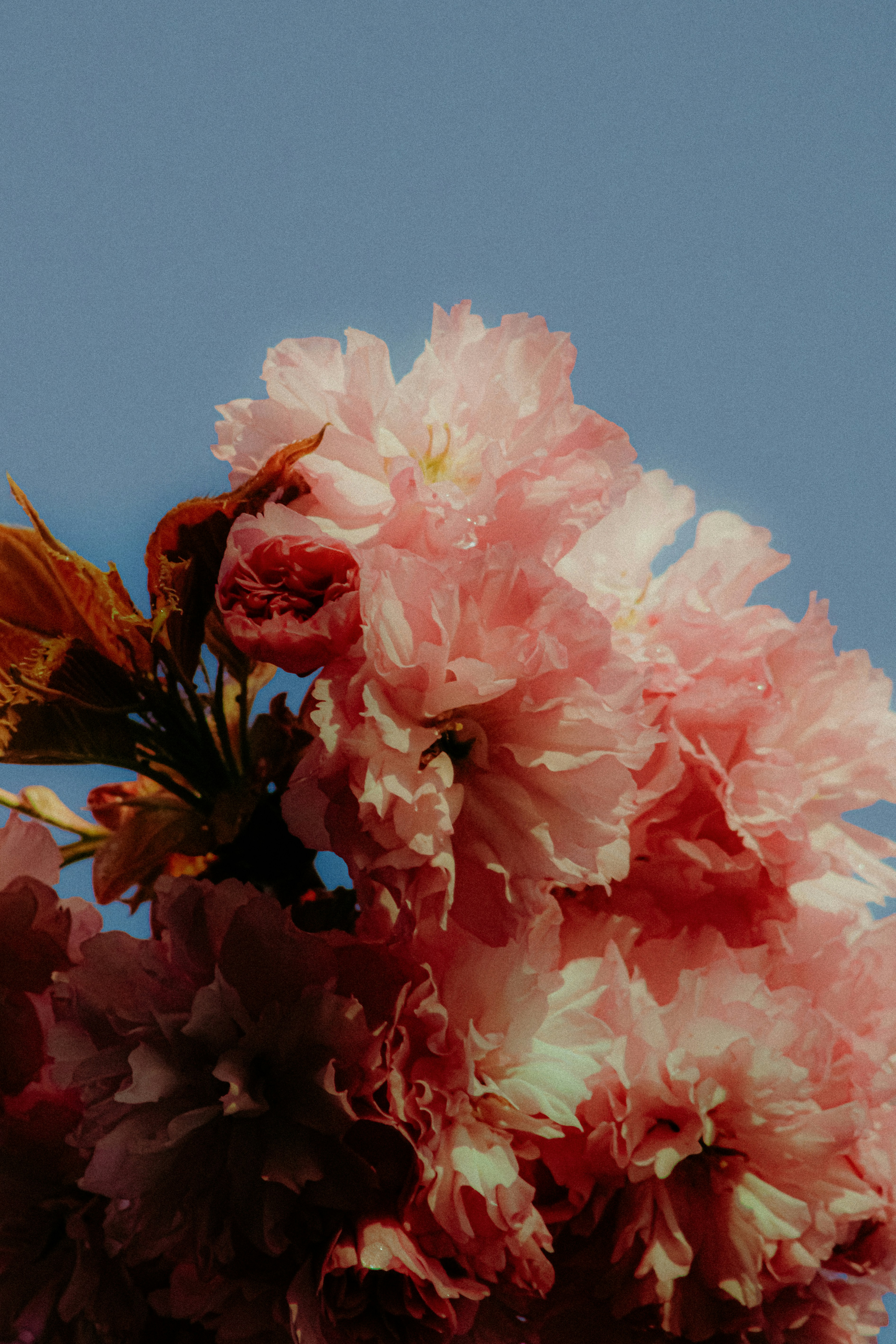 Primo piano di fiori di ciliegio rosa contro un cielo azzurro