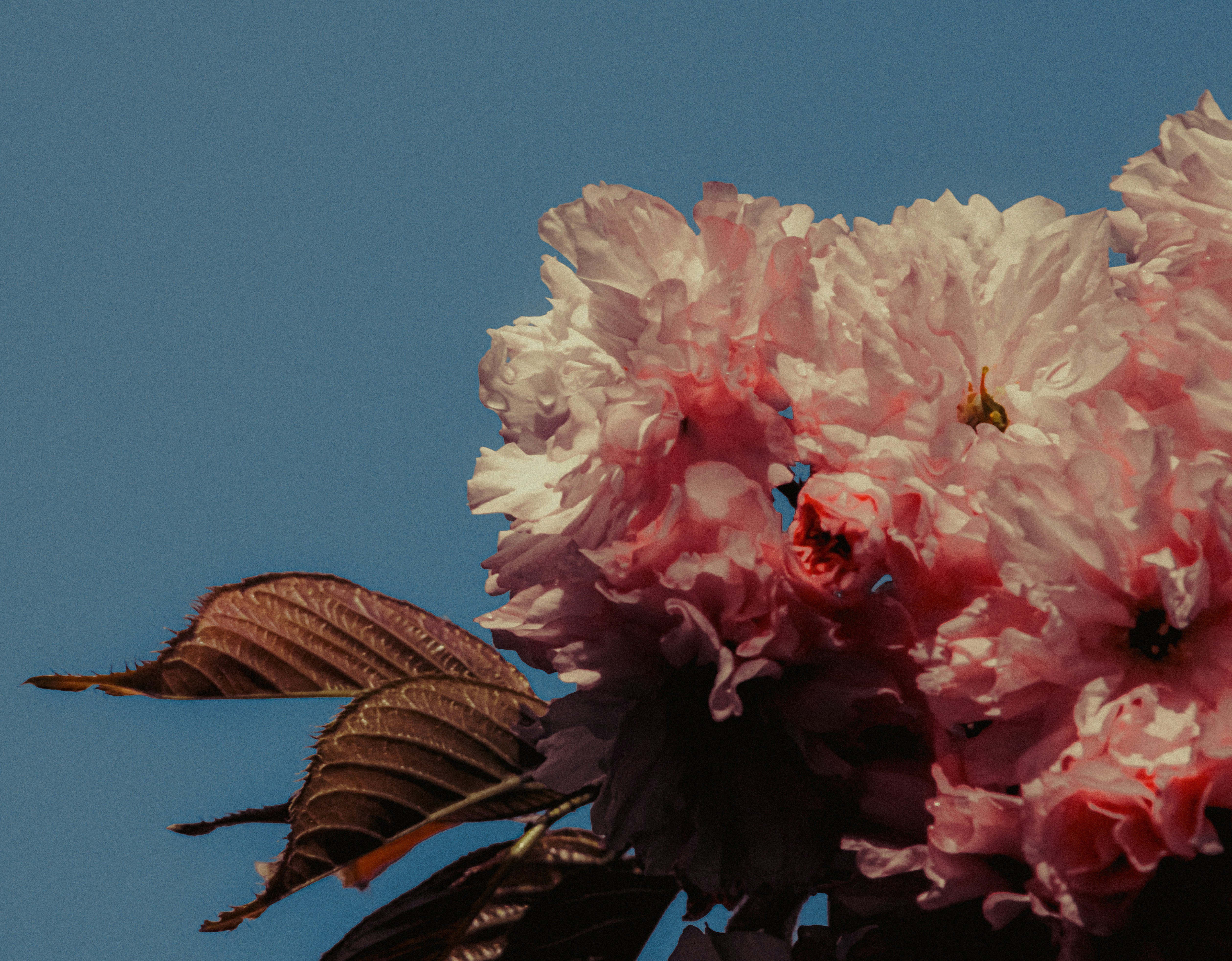 Primo piano di fiori rosa di ciliegio contro un cielo azzurro.