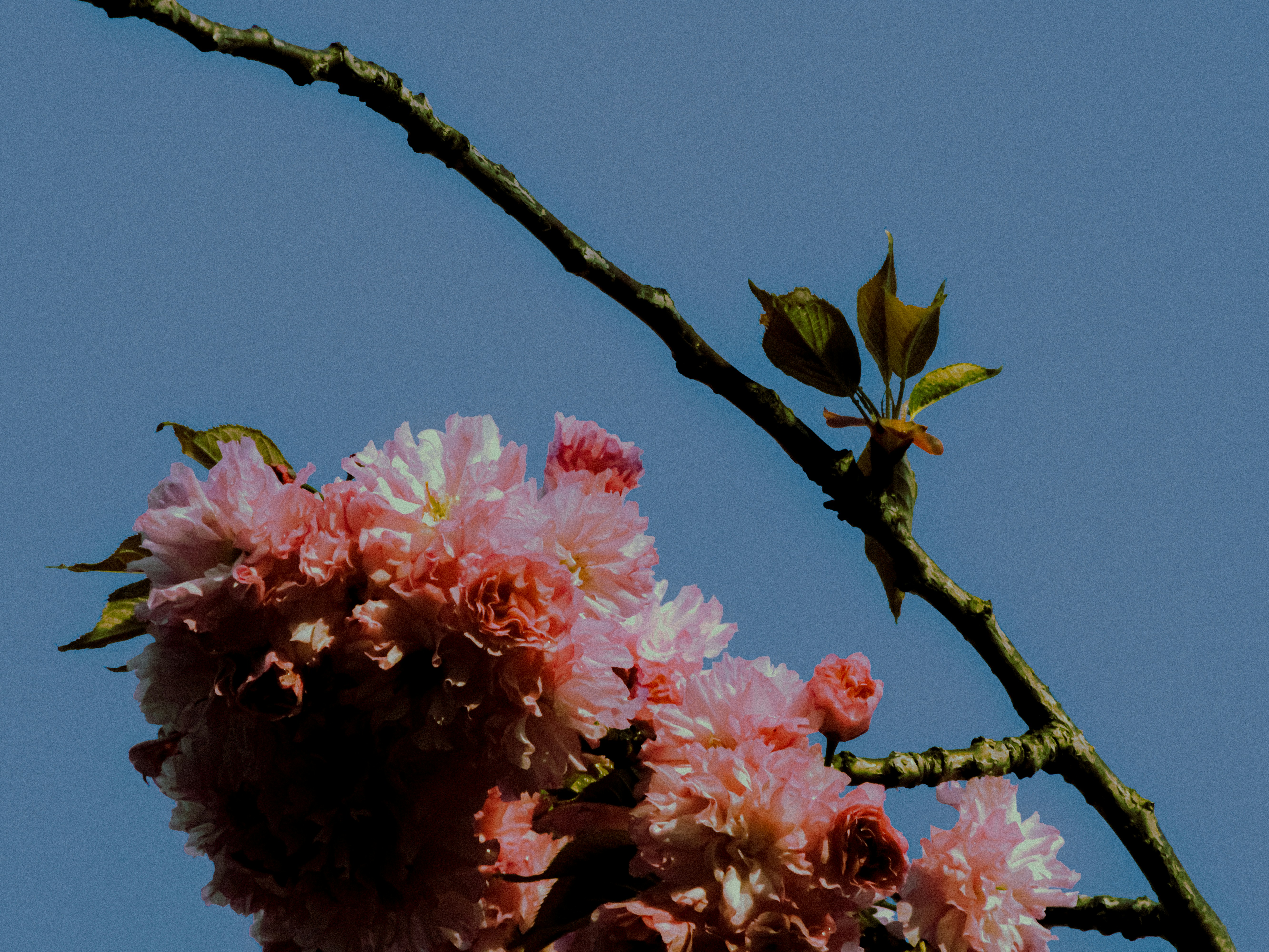 Fiori rosa di ciliegio su un ramo contro il cielo azzurro