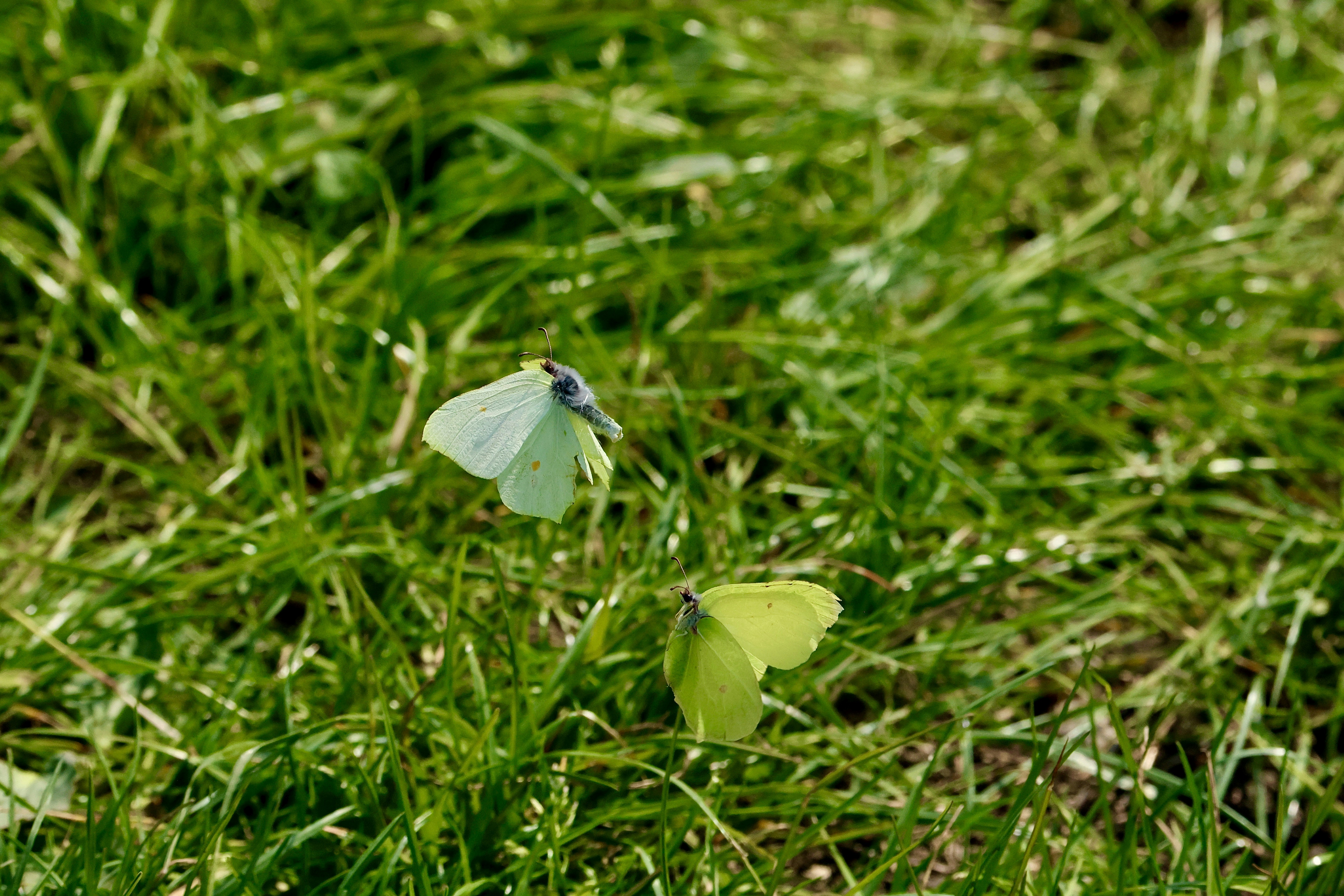 Zwei blassgelbe Schmetterlinge auf grünem Gras