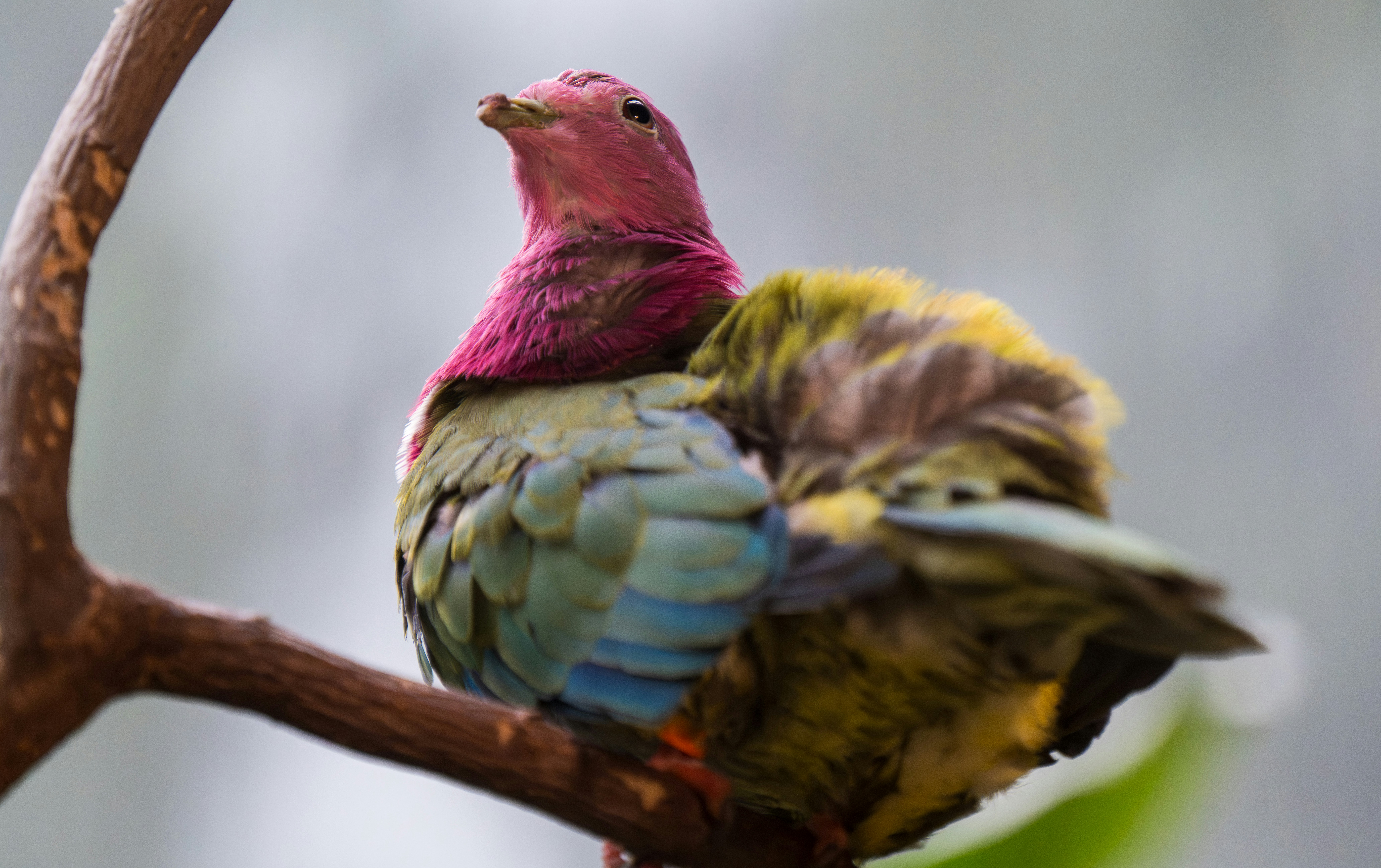 Ein bunter Vogel mit rosa Kopf sitzt auf einem Ast