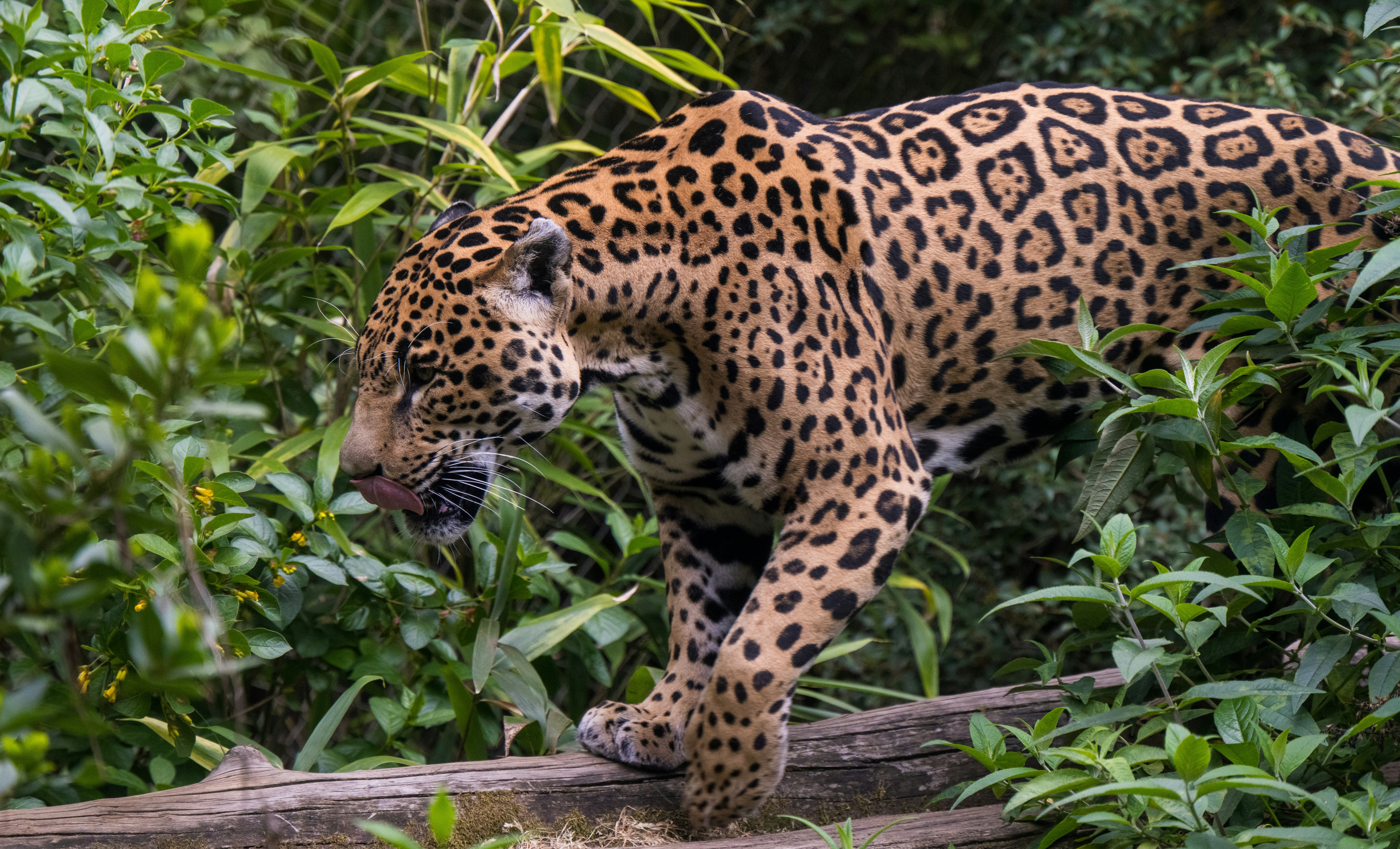 A jaguar walks on a log in a lush jungle