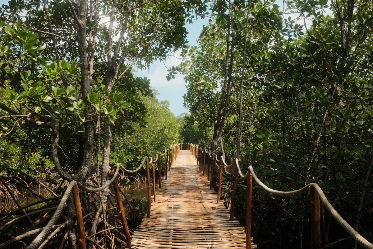 Mangrove Boardwalk
