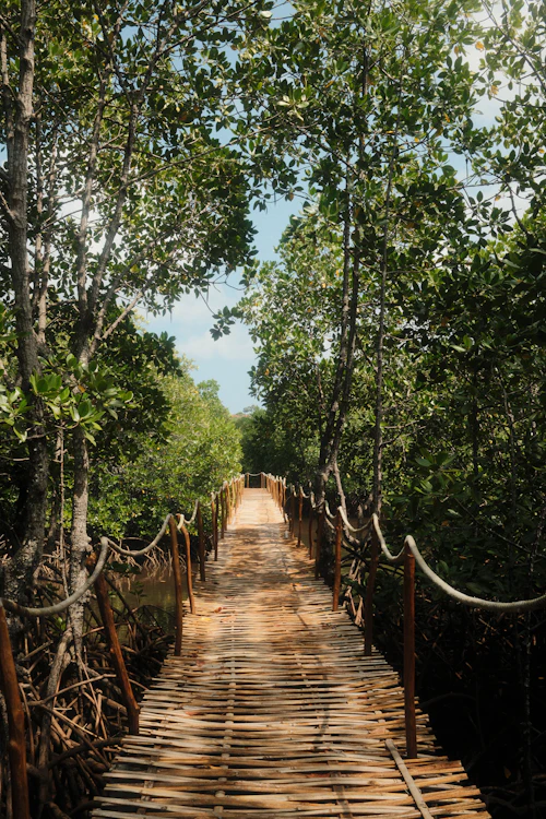Classic Sundarban Trail
