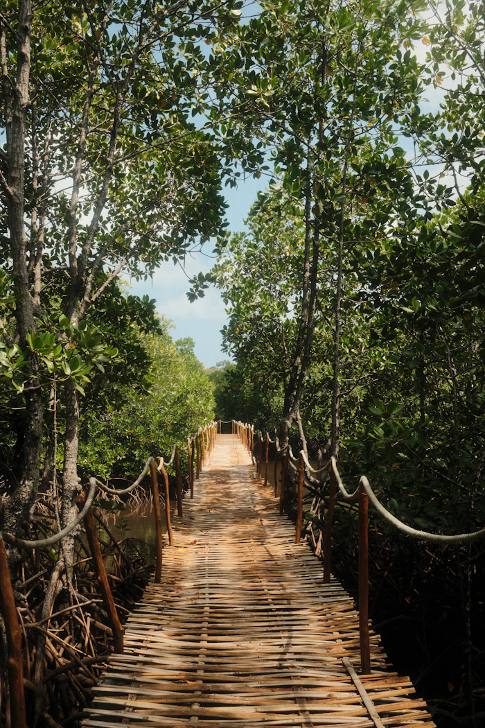 Dobanki Canopy Walk