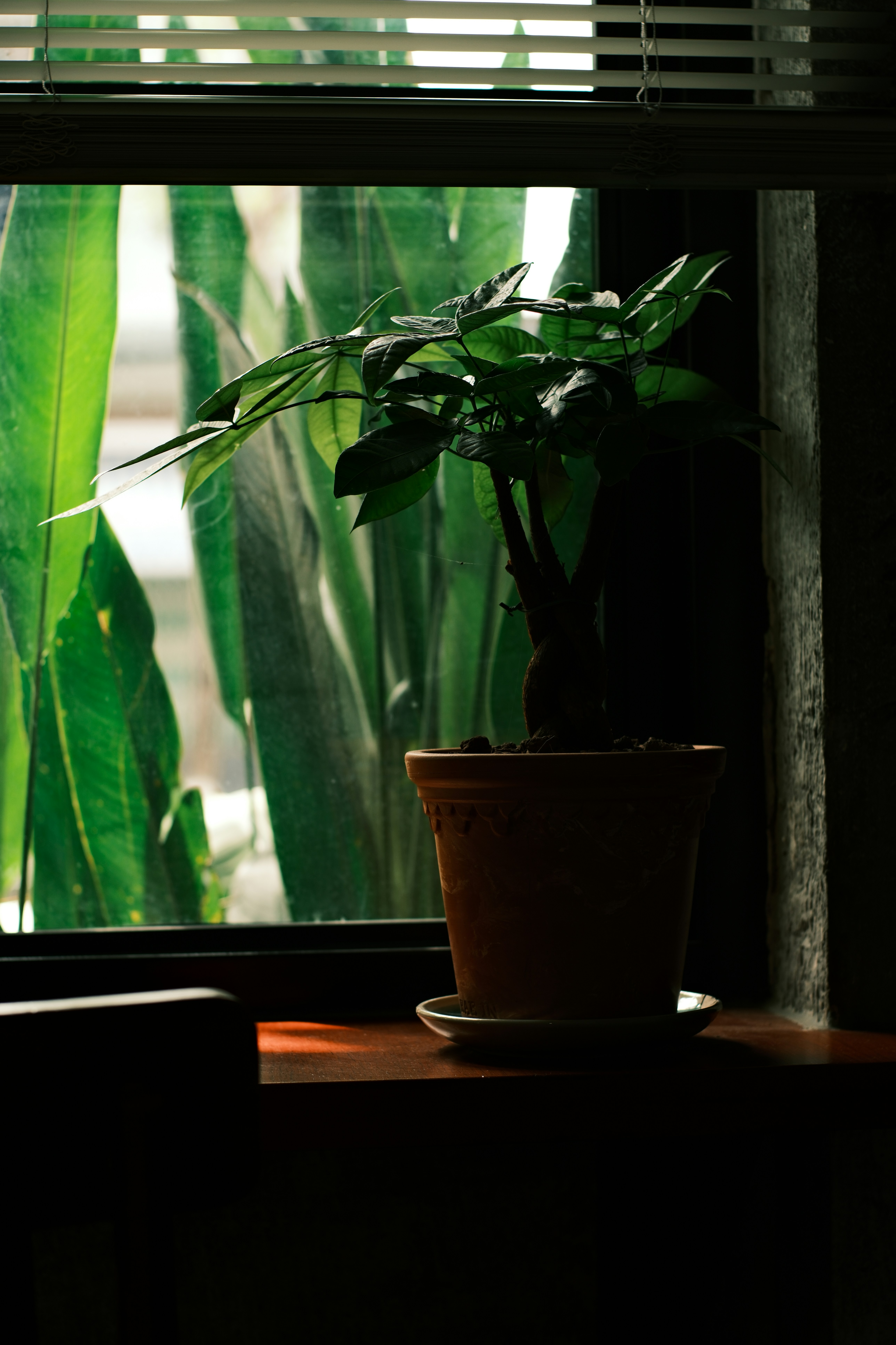 Potted plant on a windowsill with lush greenery outside.