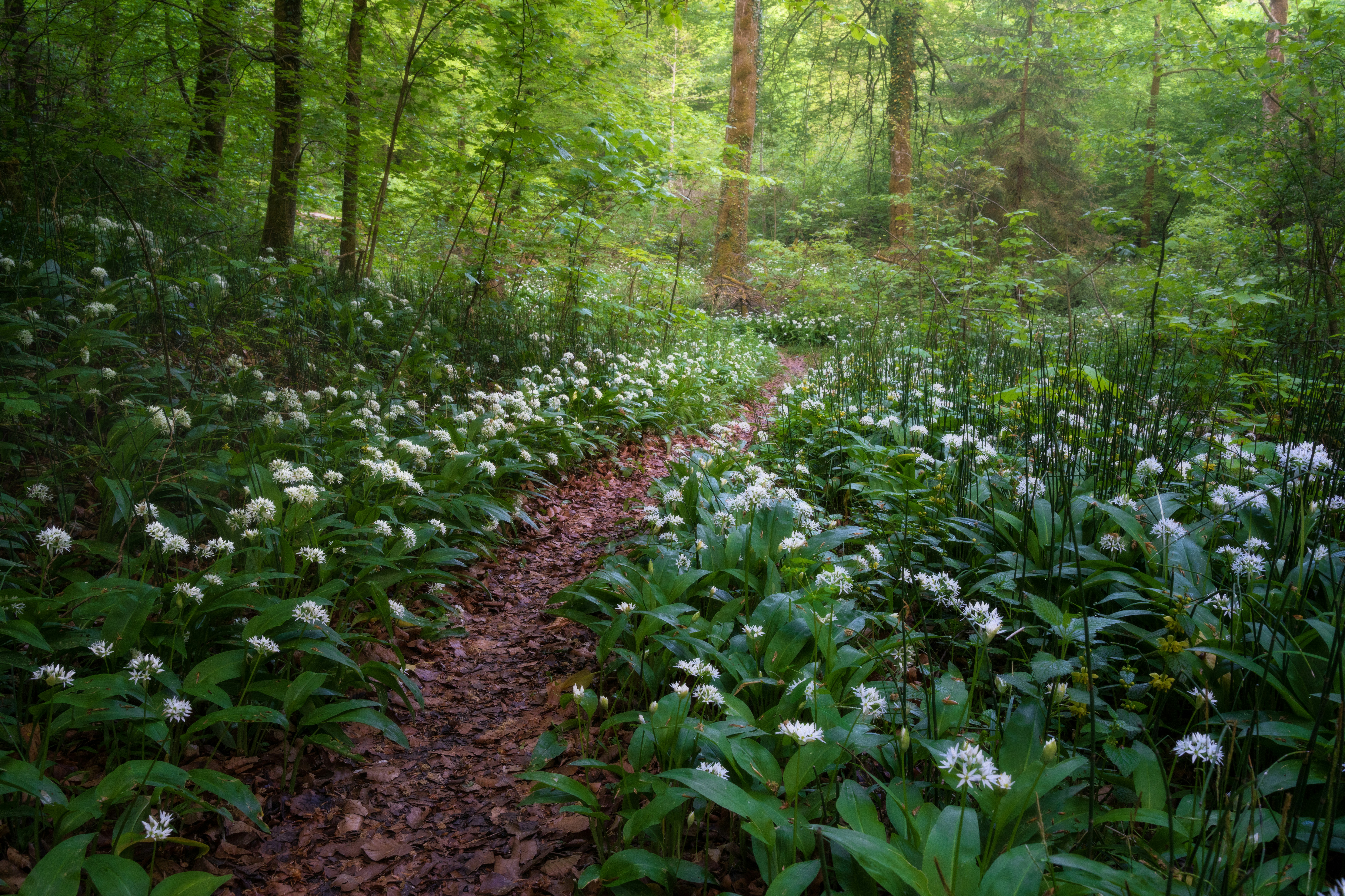 Um caminho sinuoso por uma floresta florida de flores brancas.