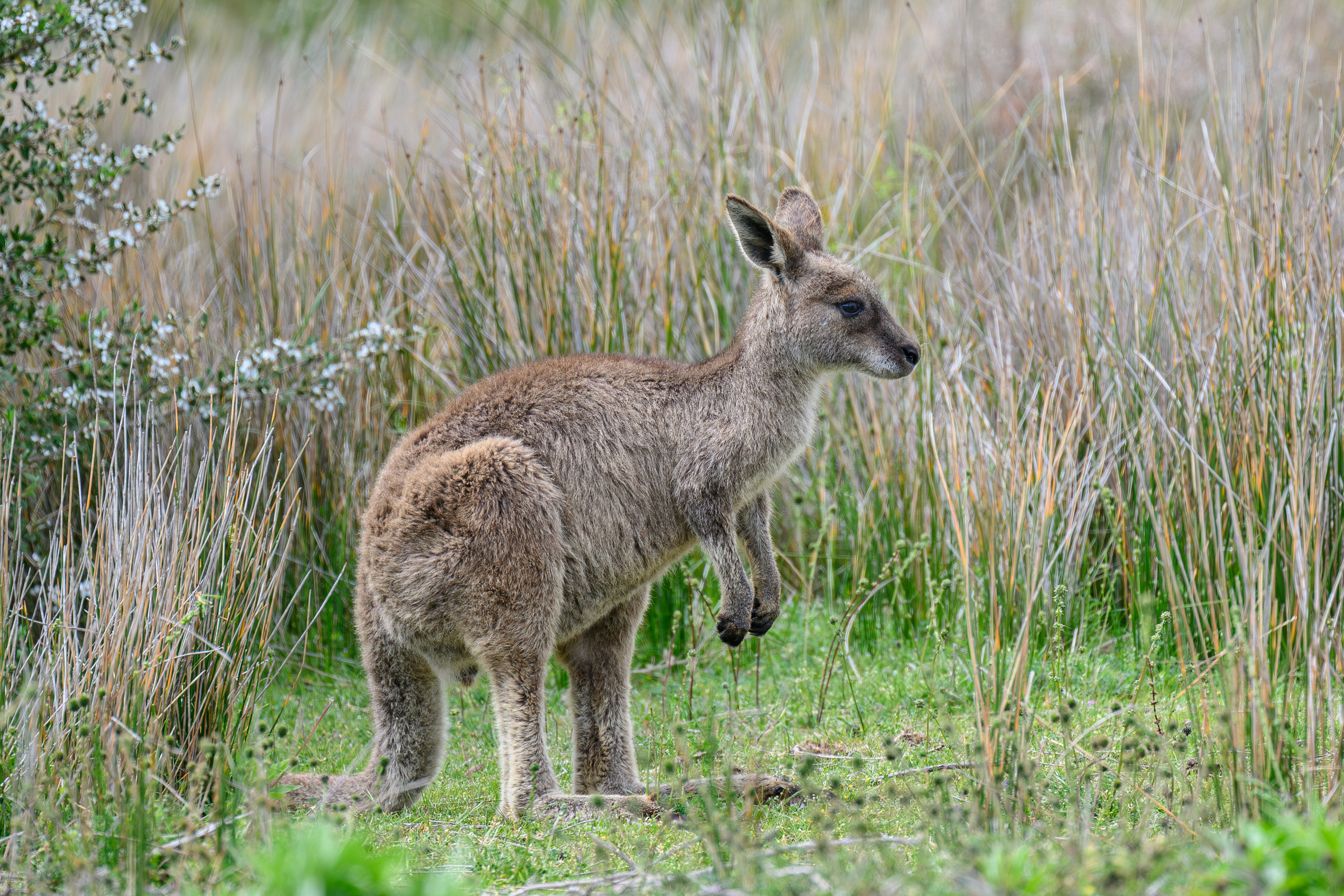 Ein Känguru steht im hohen, trockenen Gras.