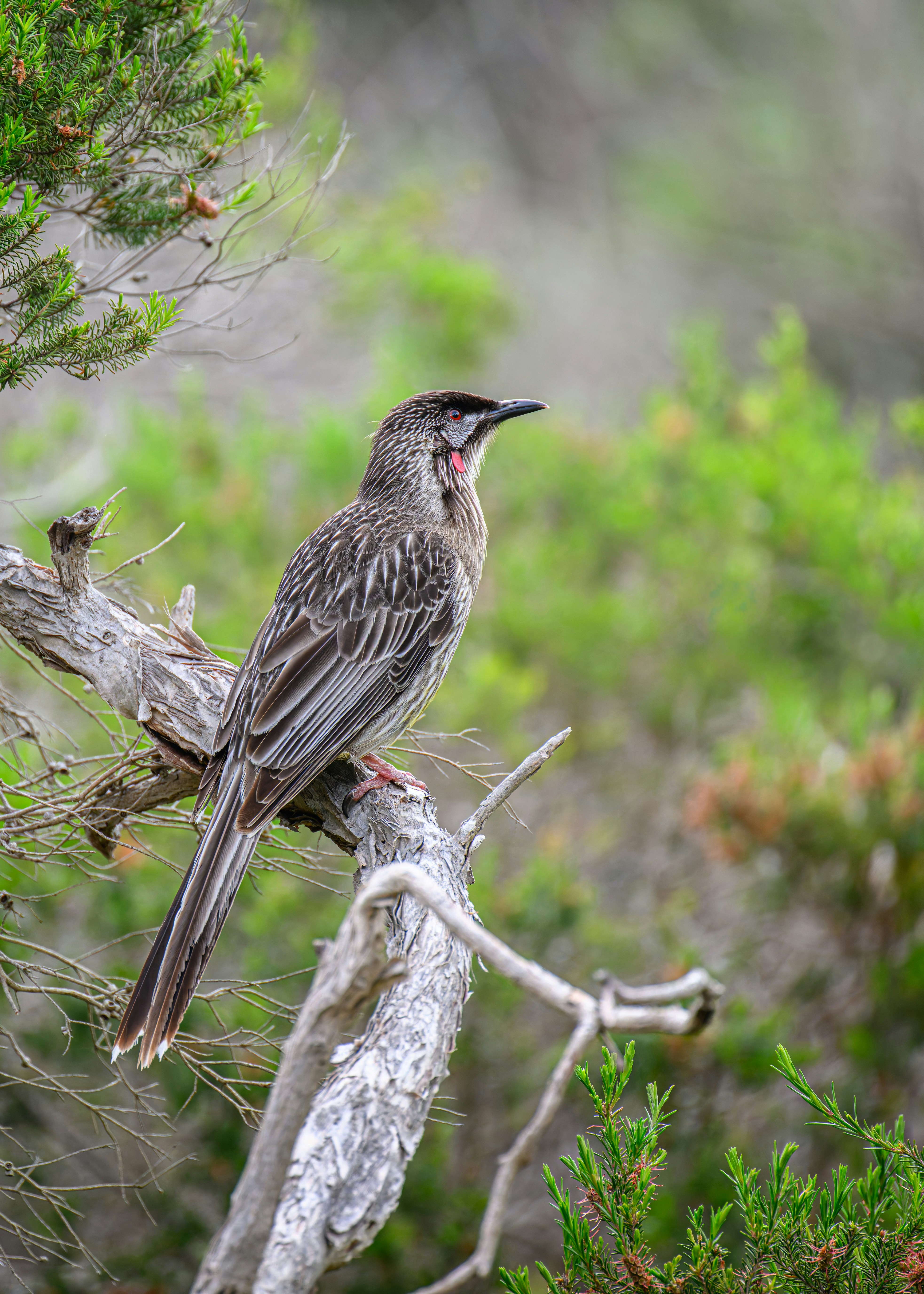 Ein Vogel, der auf einem toten Ast saß