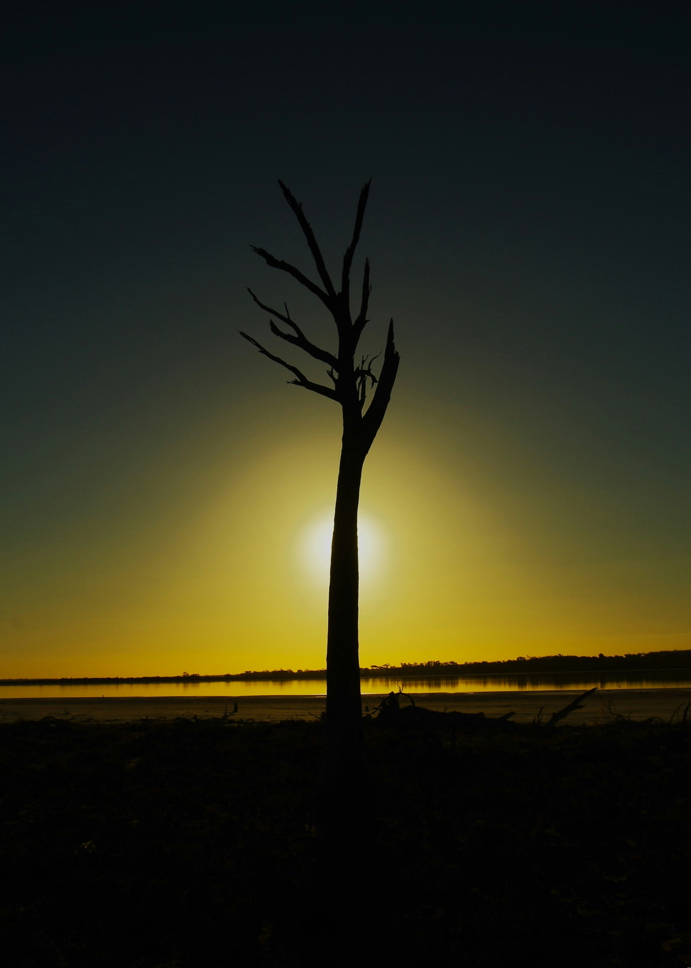 Silhueta de uma árvore nua contra um pôr do sol amarelo brilhante.