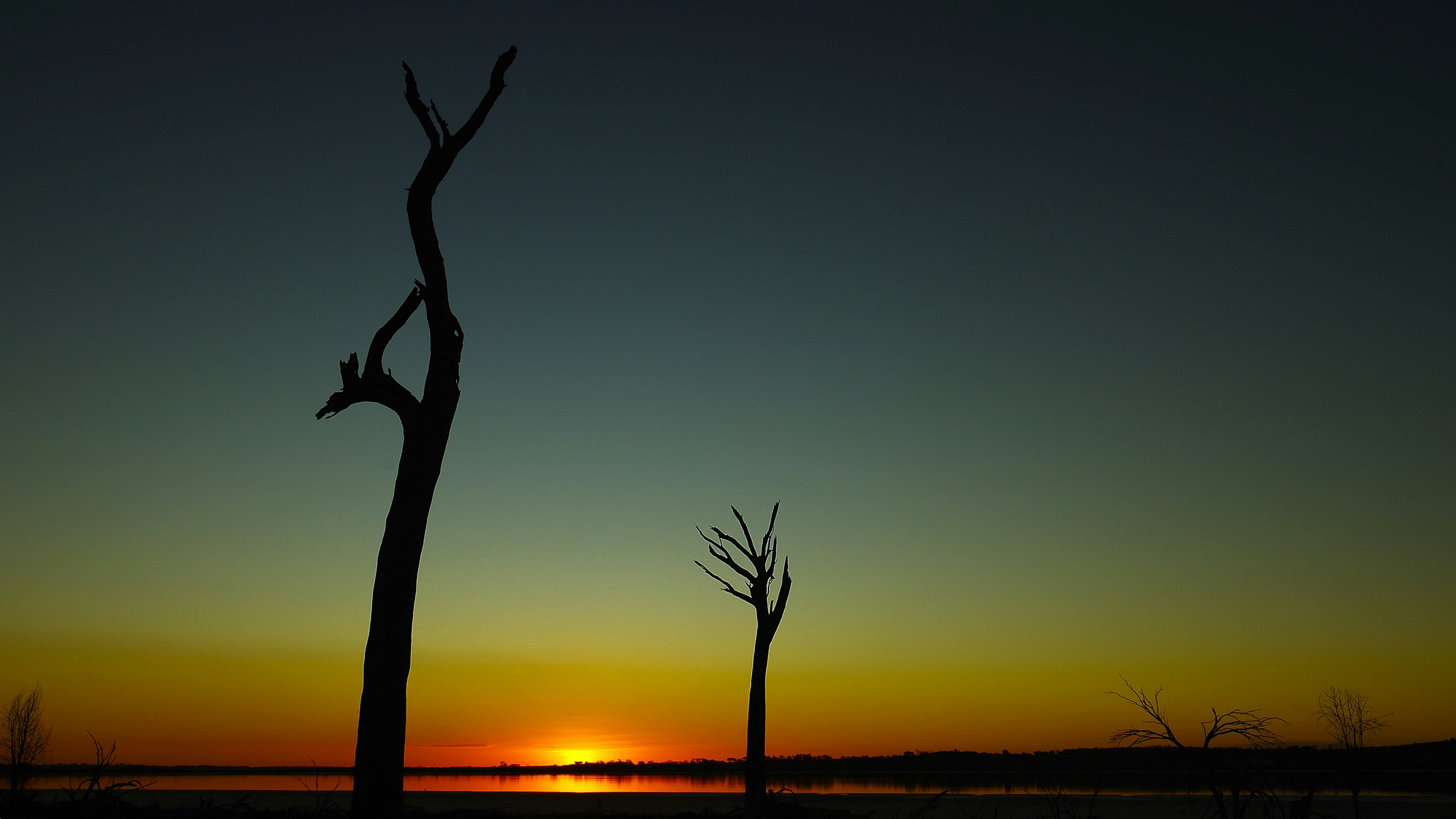Árvores mortas em silhueta contra um céu colorido ao pôr do sol
