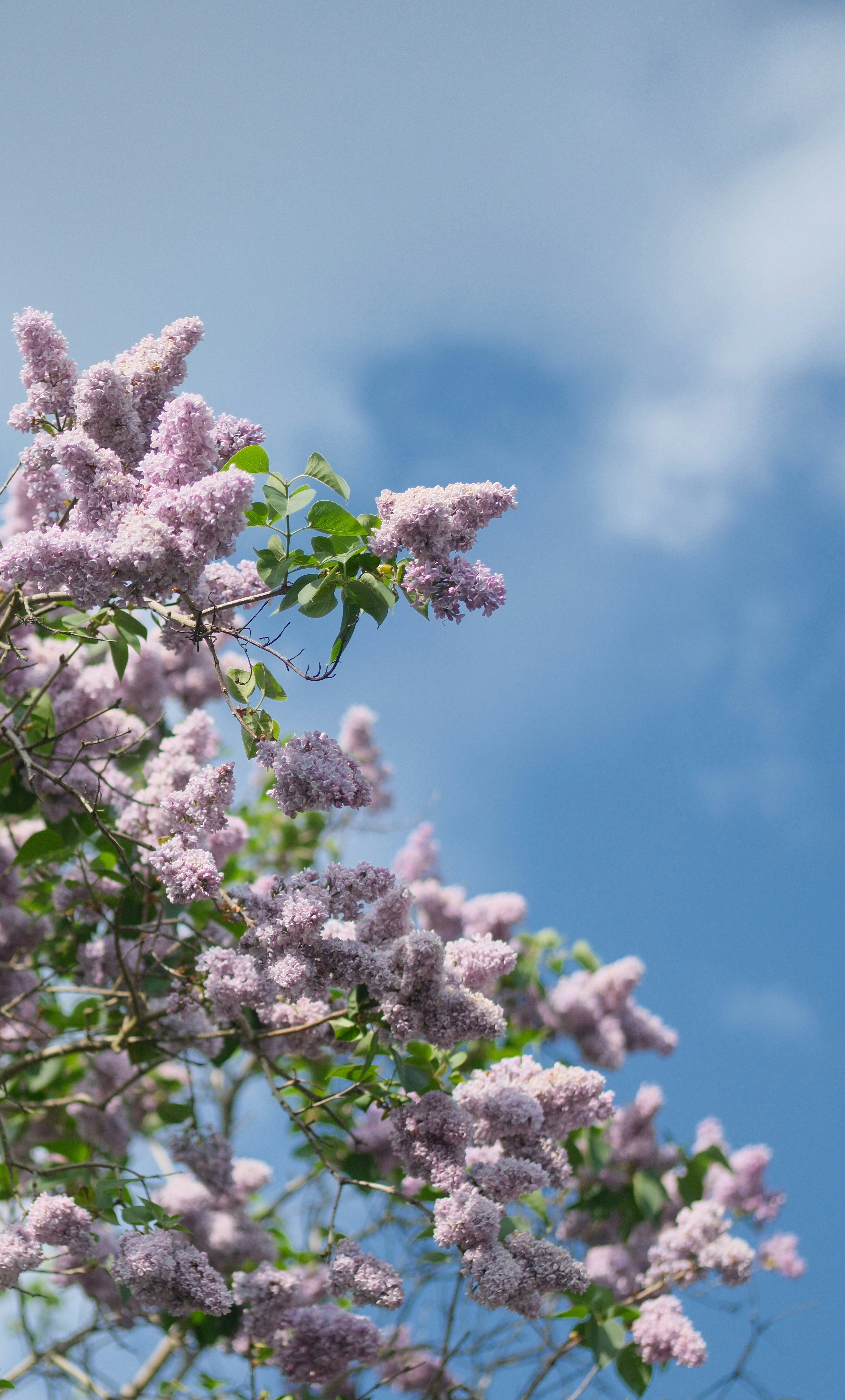 Des fleurs lilas violettes éclosant sur un ciel bleu