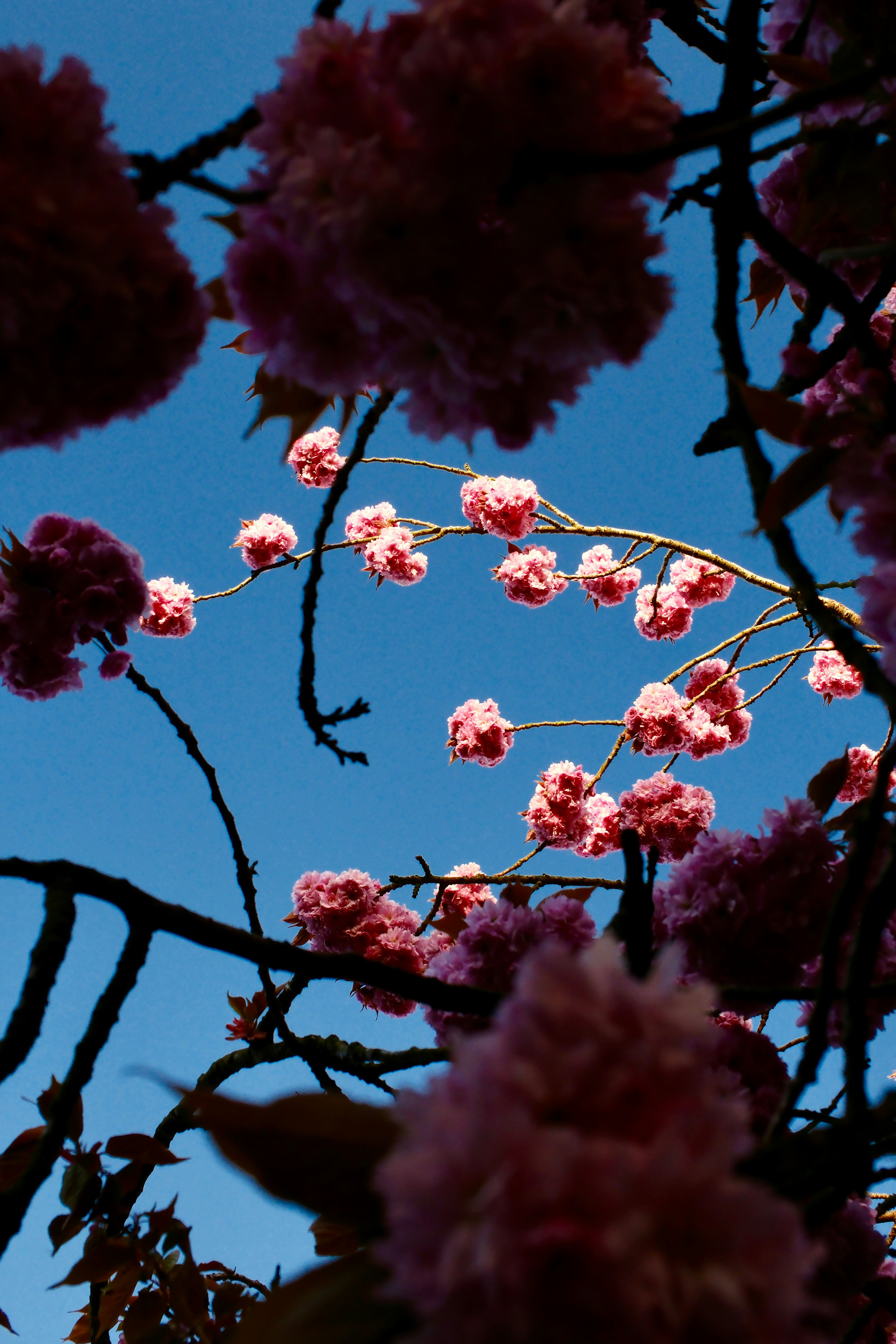 Des cerisiers roses fleurissent sur un ciel bleu éclatant.