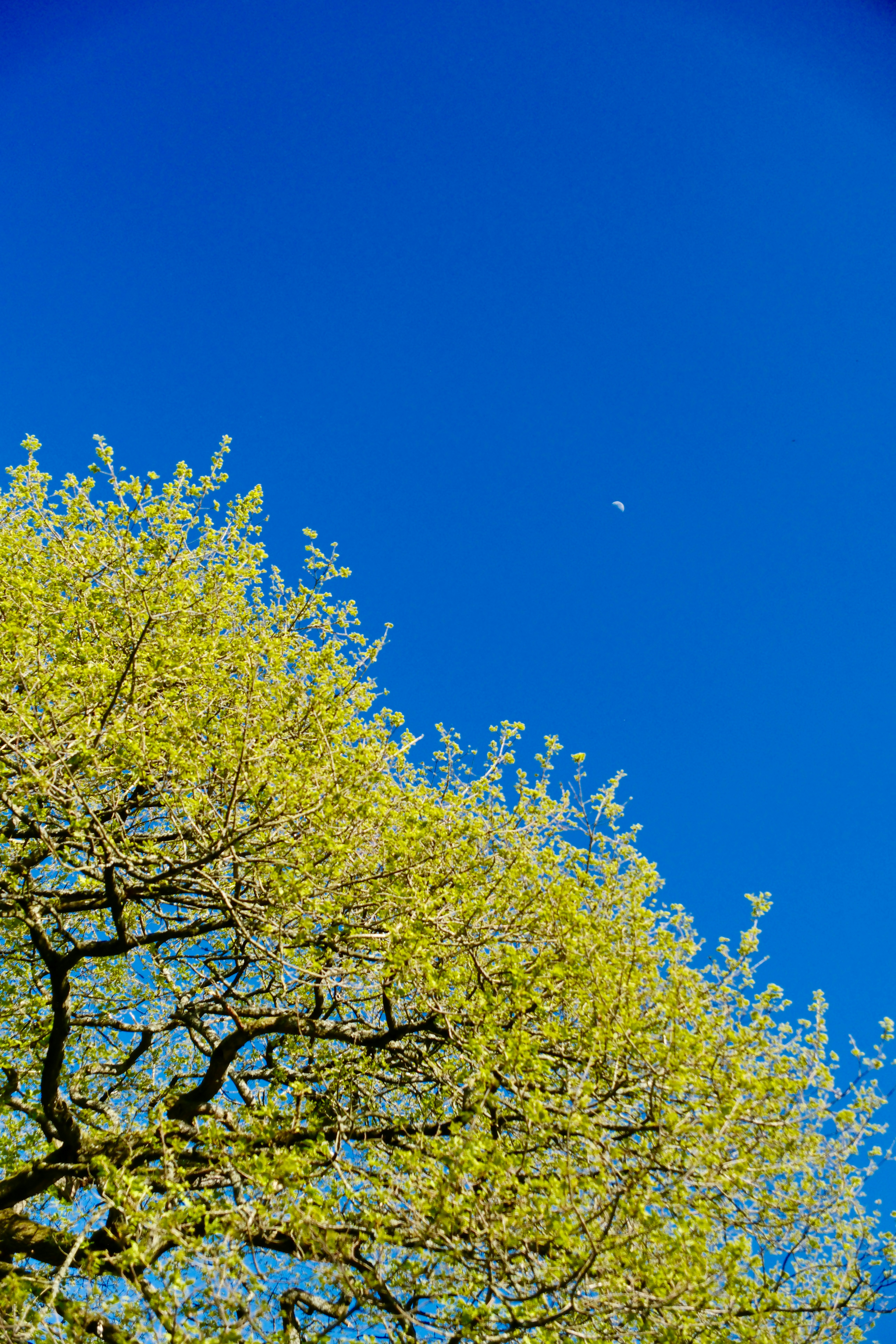 Des branches d’arbres avec de nouvelles feuilles sur un ciel bleu clair.