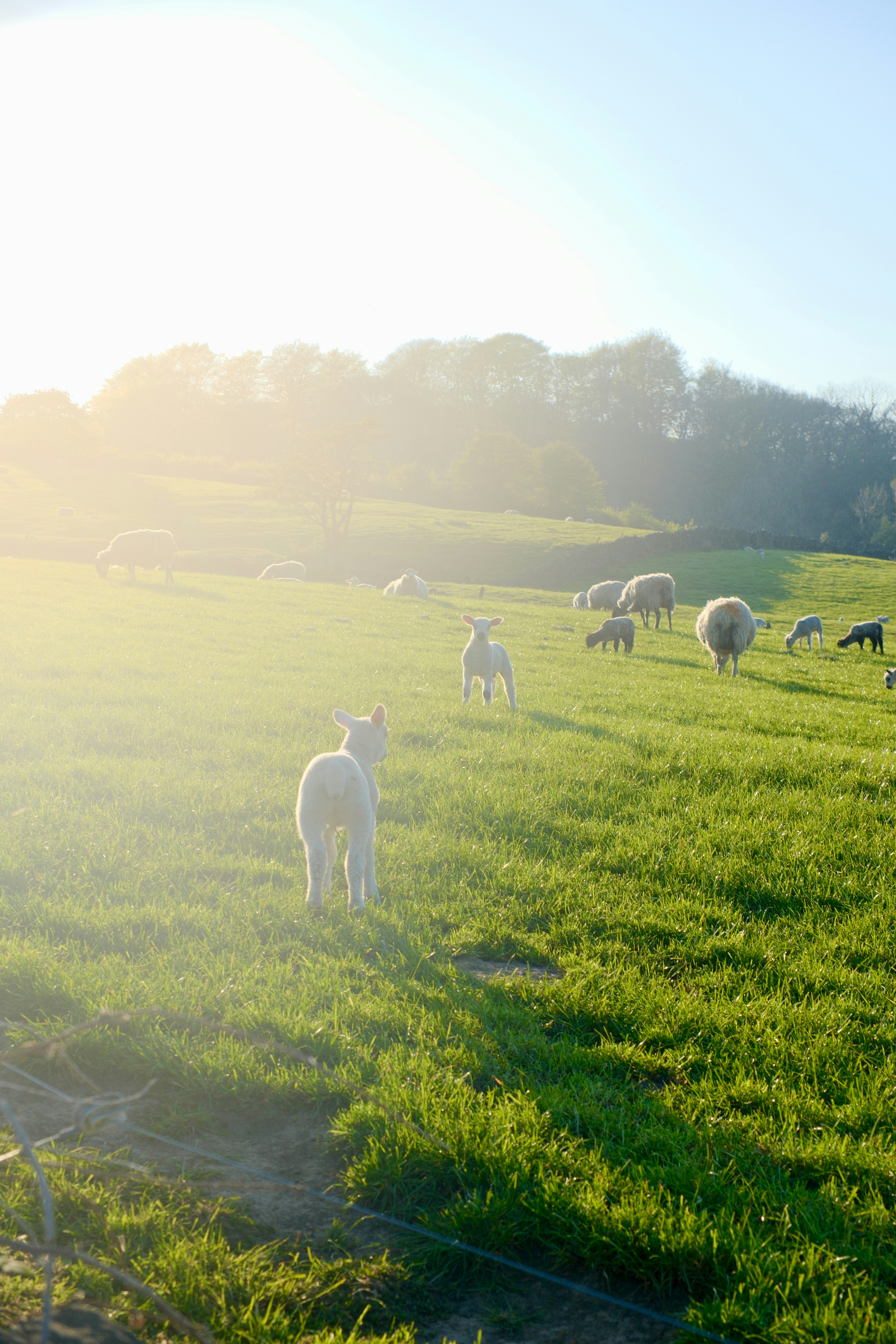 Agneaux et moutons broutent dans un champ vert et ensoleillé.