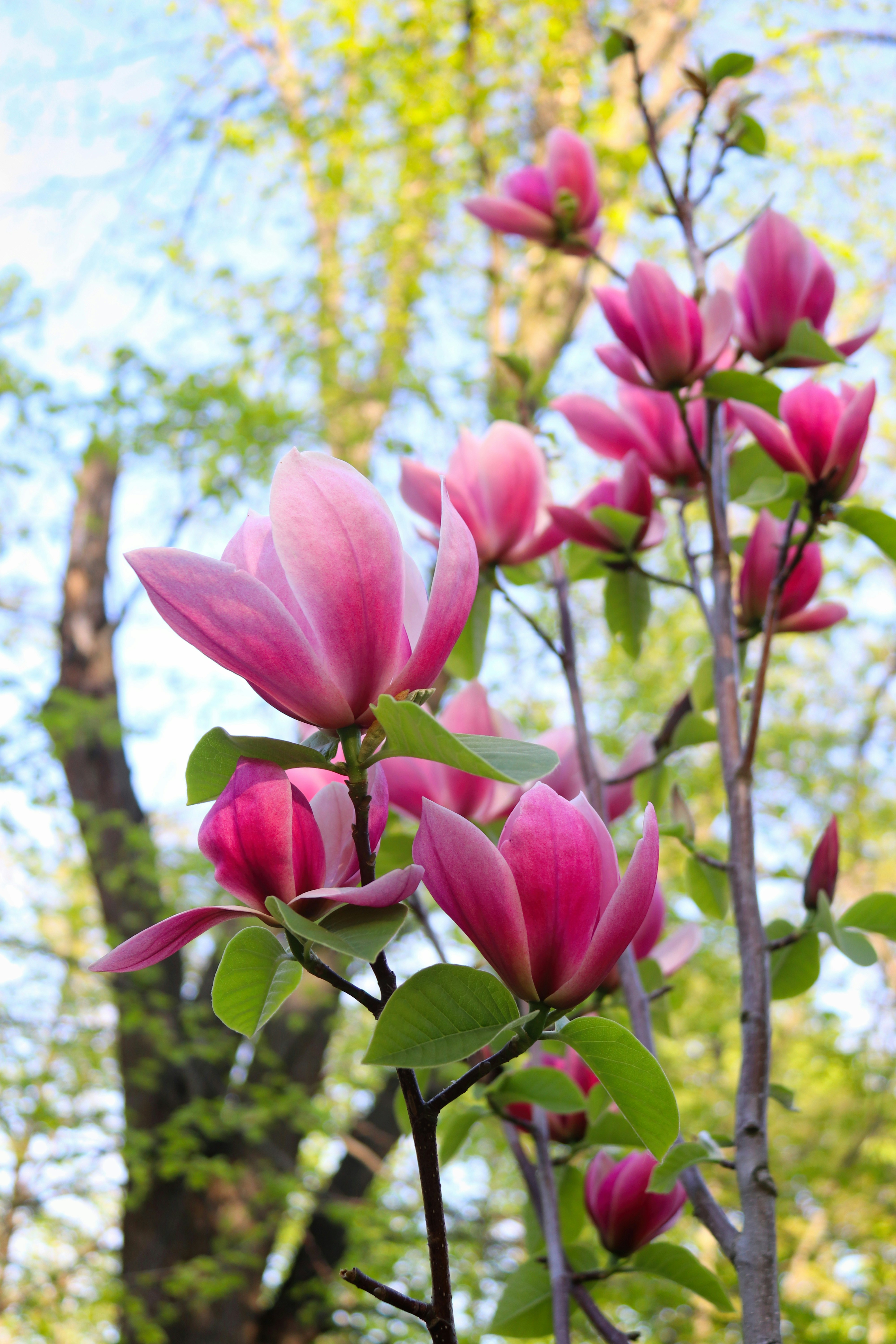 Bunga magnolia merah muda mekar di pohon di musim semi.