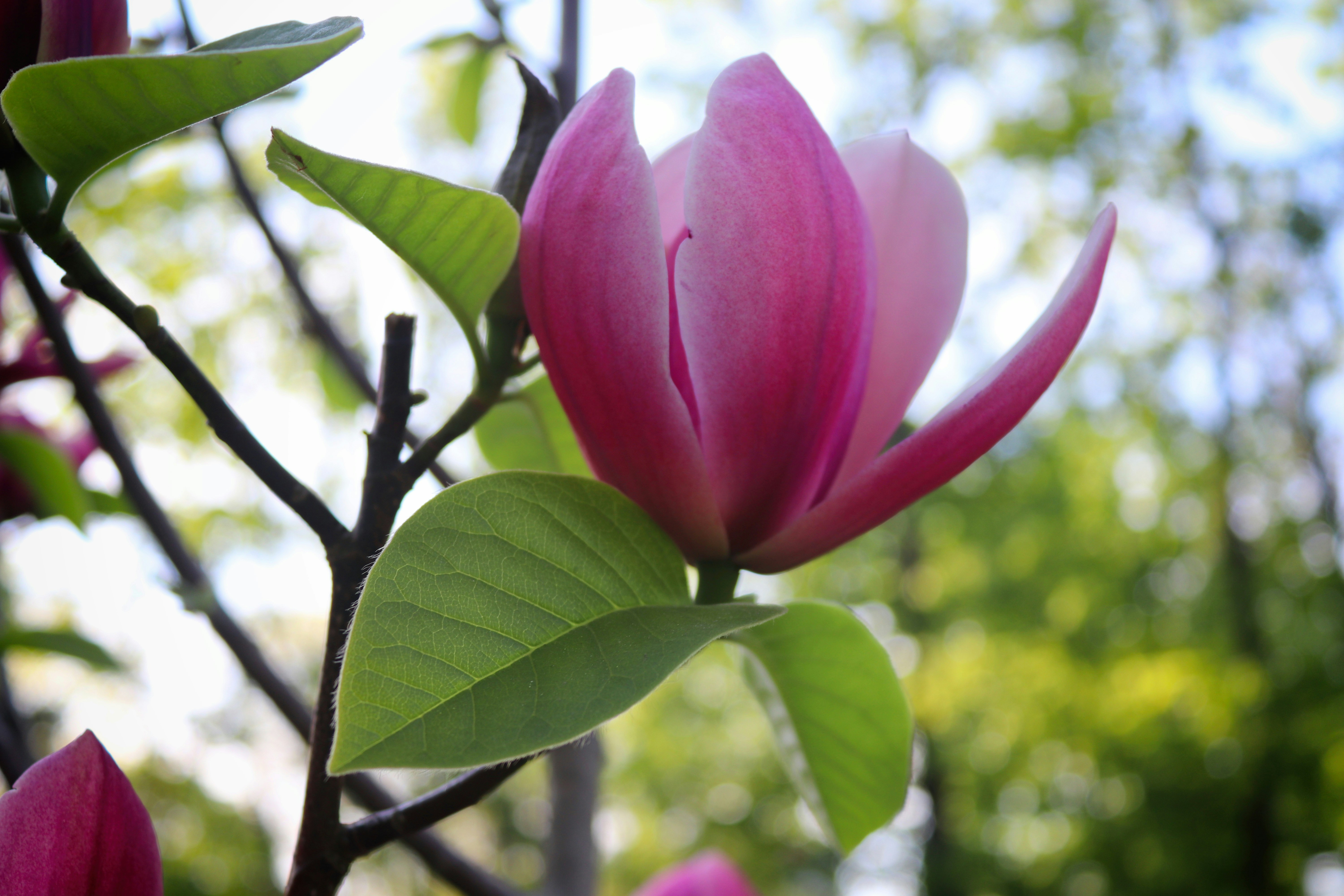 Bunga magnolia merah muda cerah mekar di cabang.