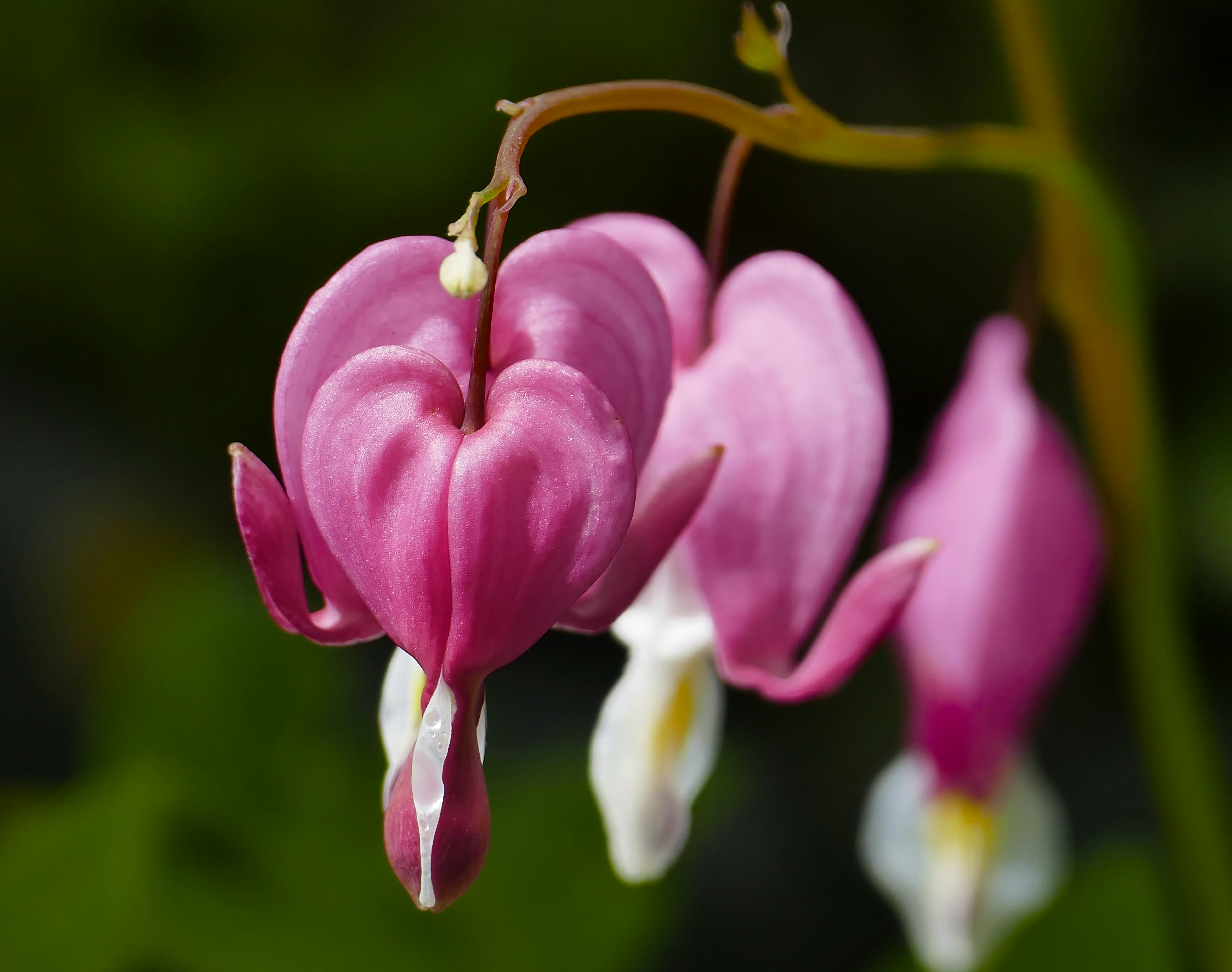 Flores rosas con corazón sangrante y fondo verde