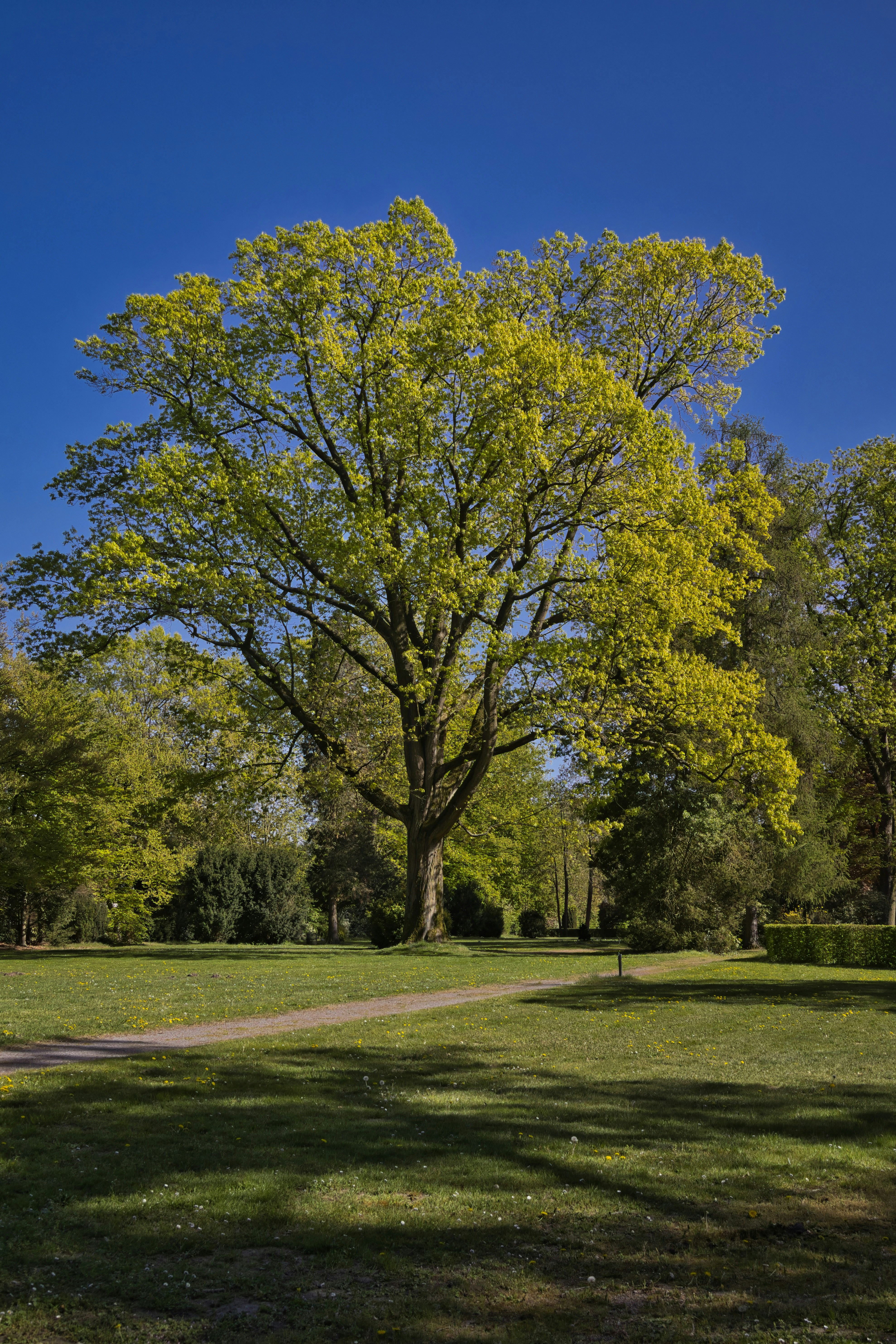 Gran árbol verde en un parque soleado con cielo azul