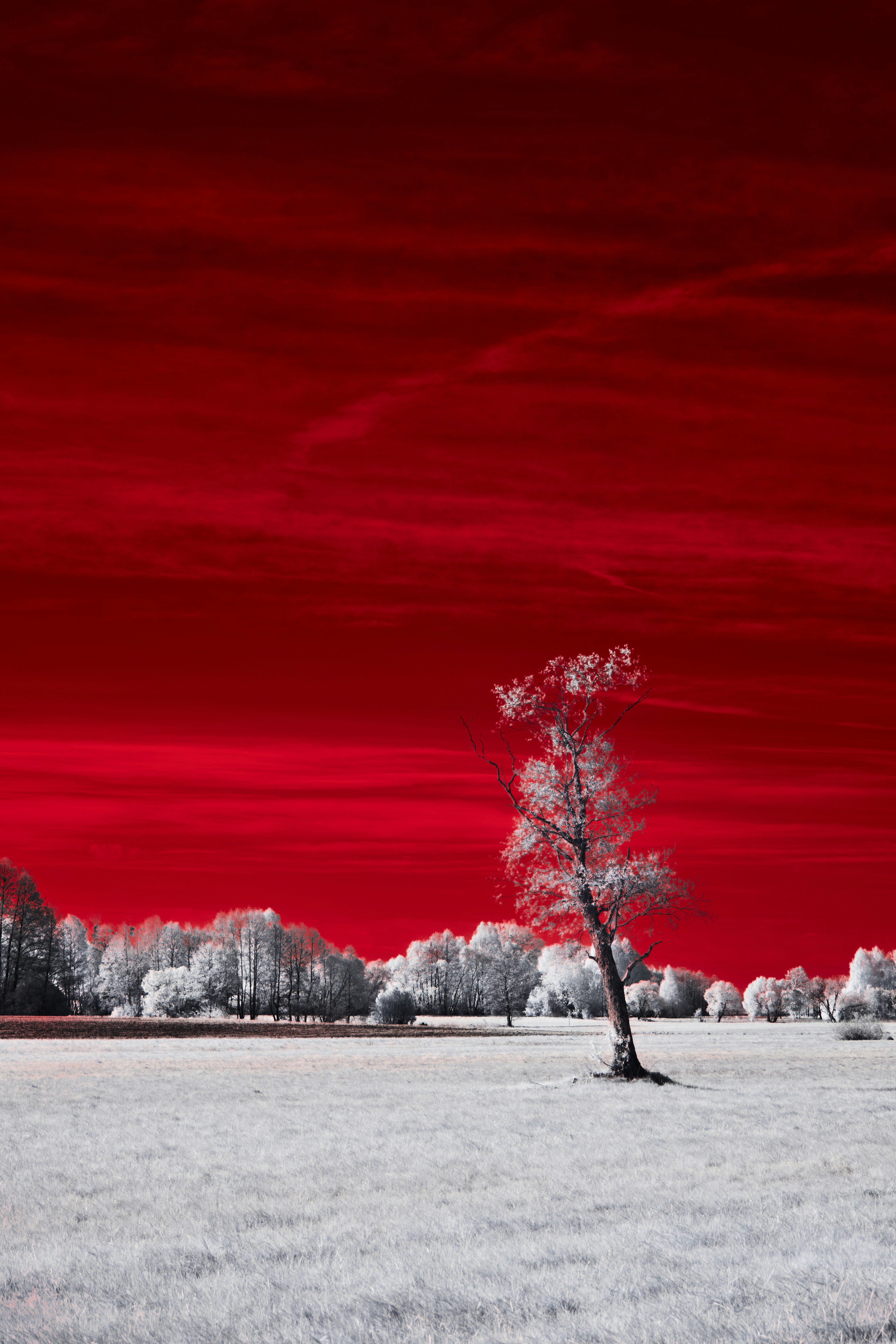 Photo by wolfgang_hasselmann