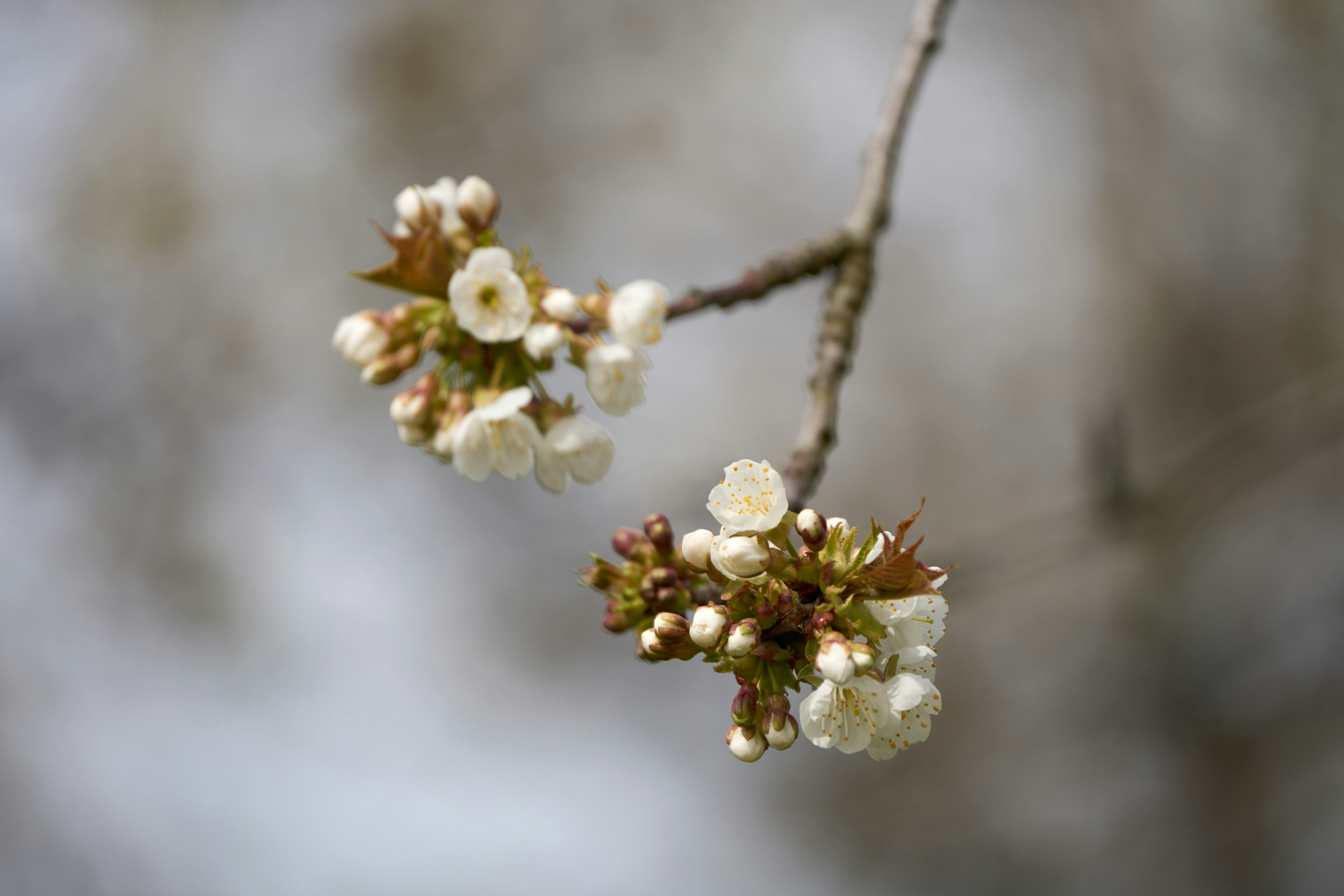 Photo by wolfgang_hasselmann