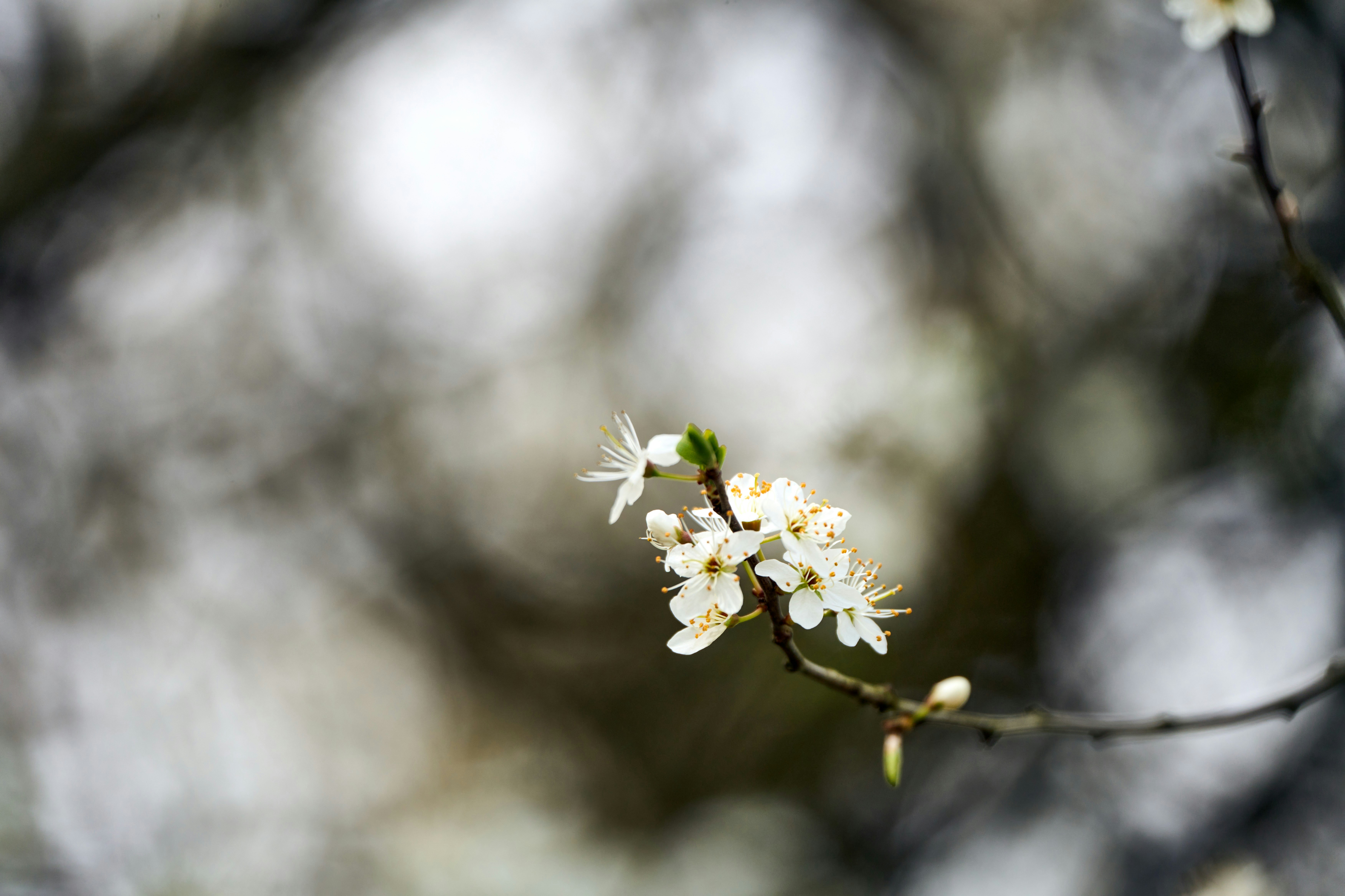 Photo by wolfgang_hasselmann