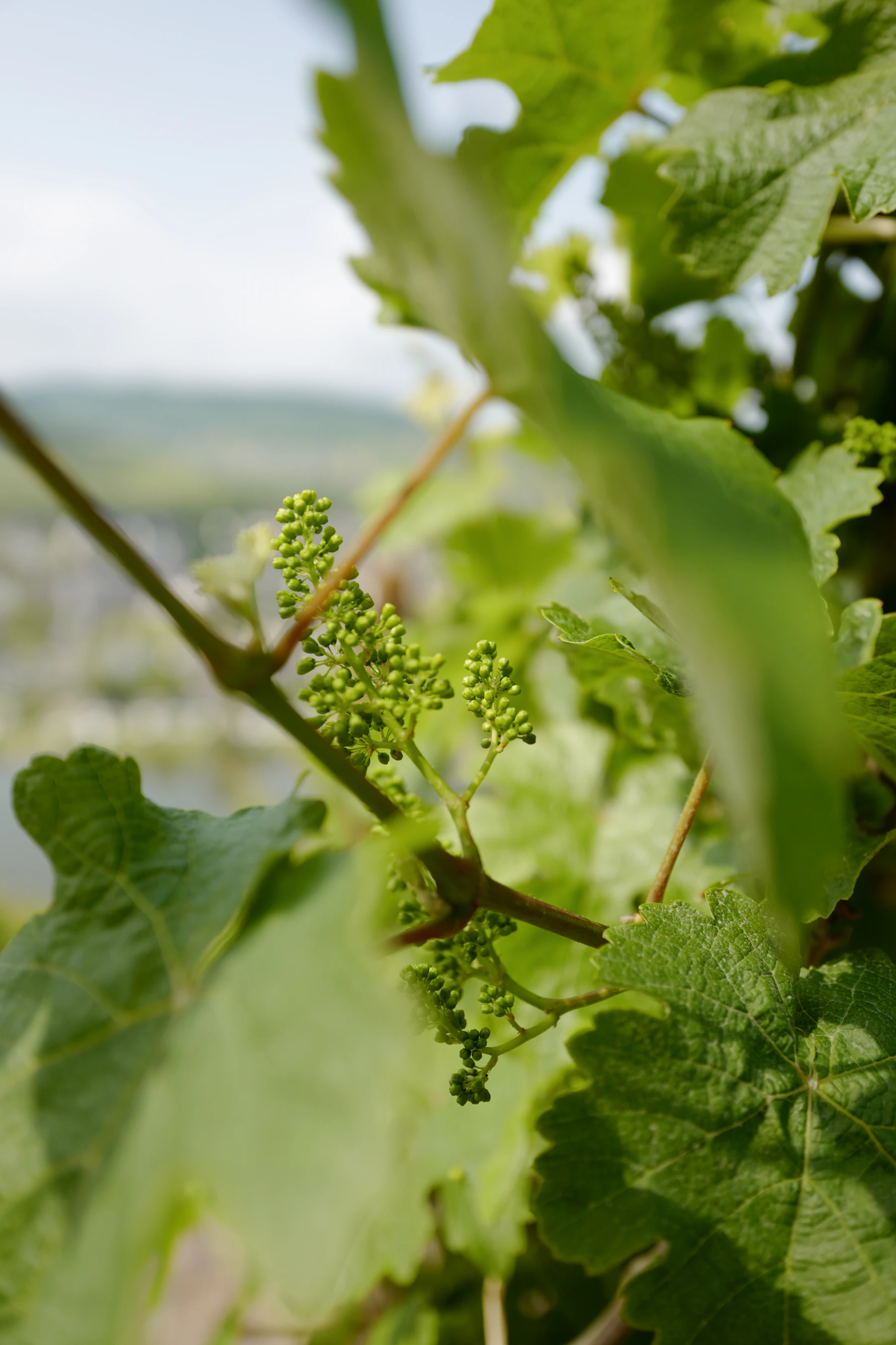 Tight green grape flower clusters on a young shoot, framed by large vine leaves