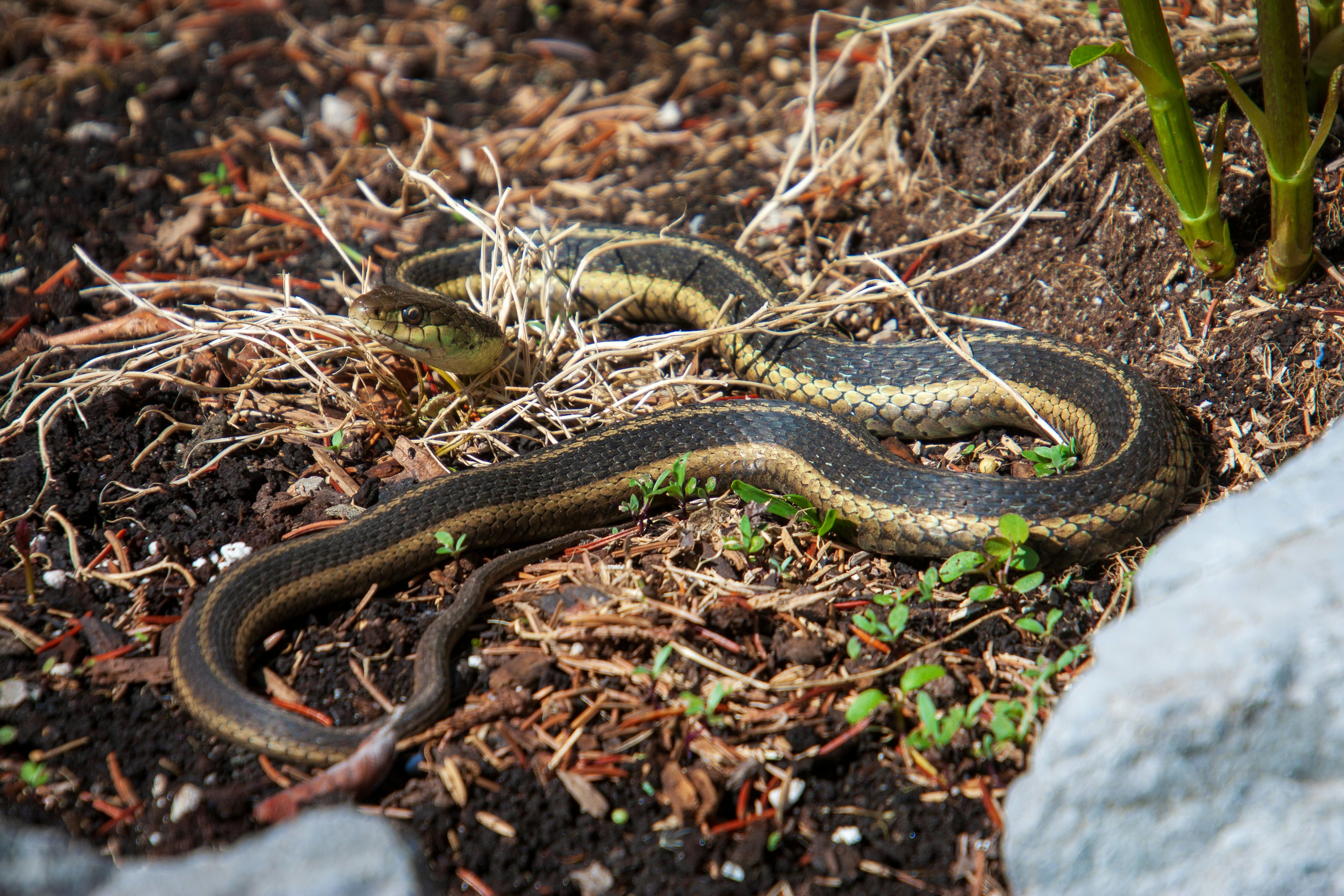 A garter snake lies on the ground amidst dry leaves.