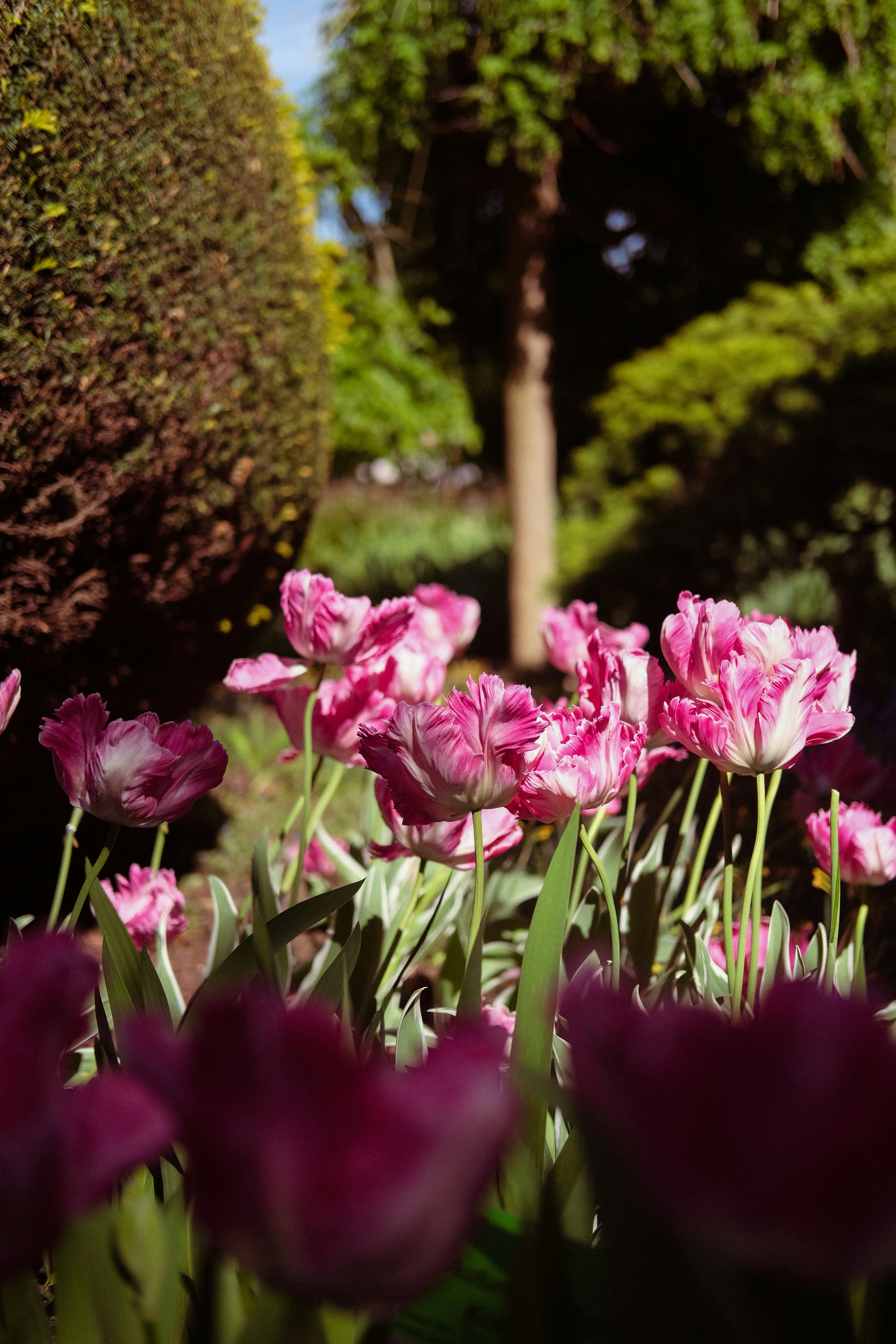 Les tulipes roses fleurissent dans un jardin ensoleillé avec des arbres.