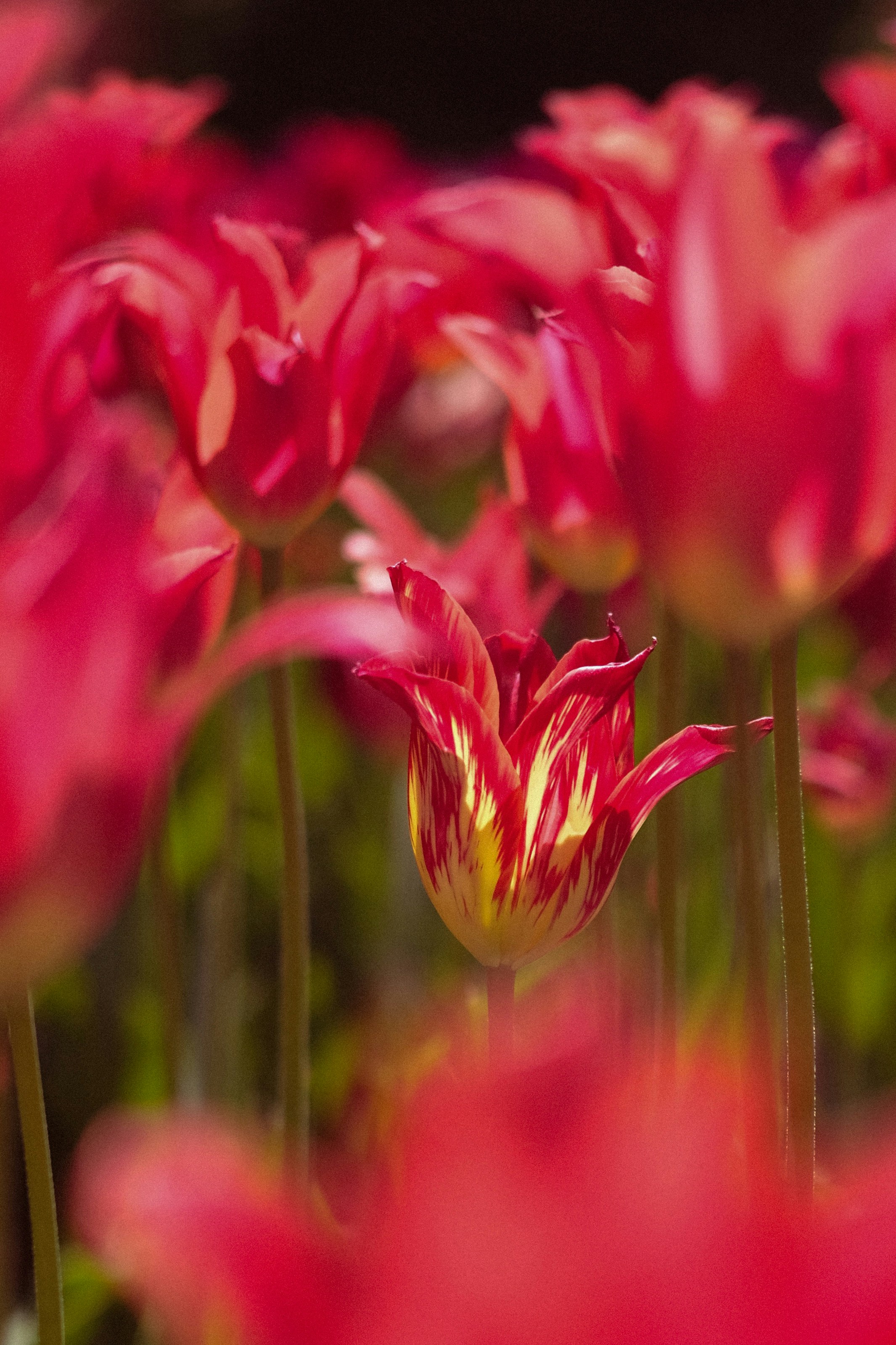 Une seule tulipe rouge et jaune se distingue parmi les autres.