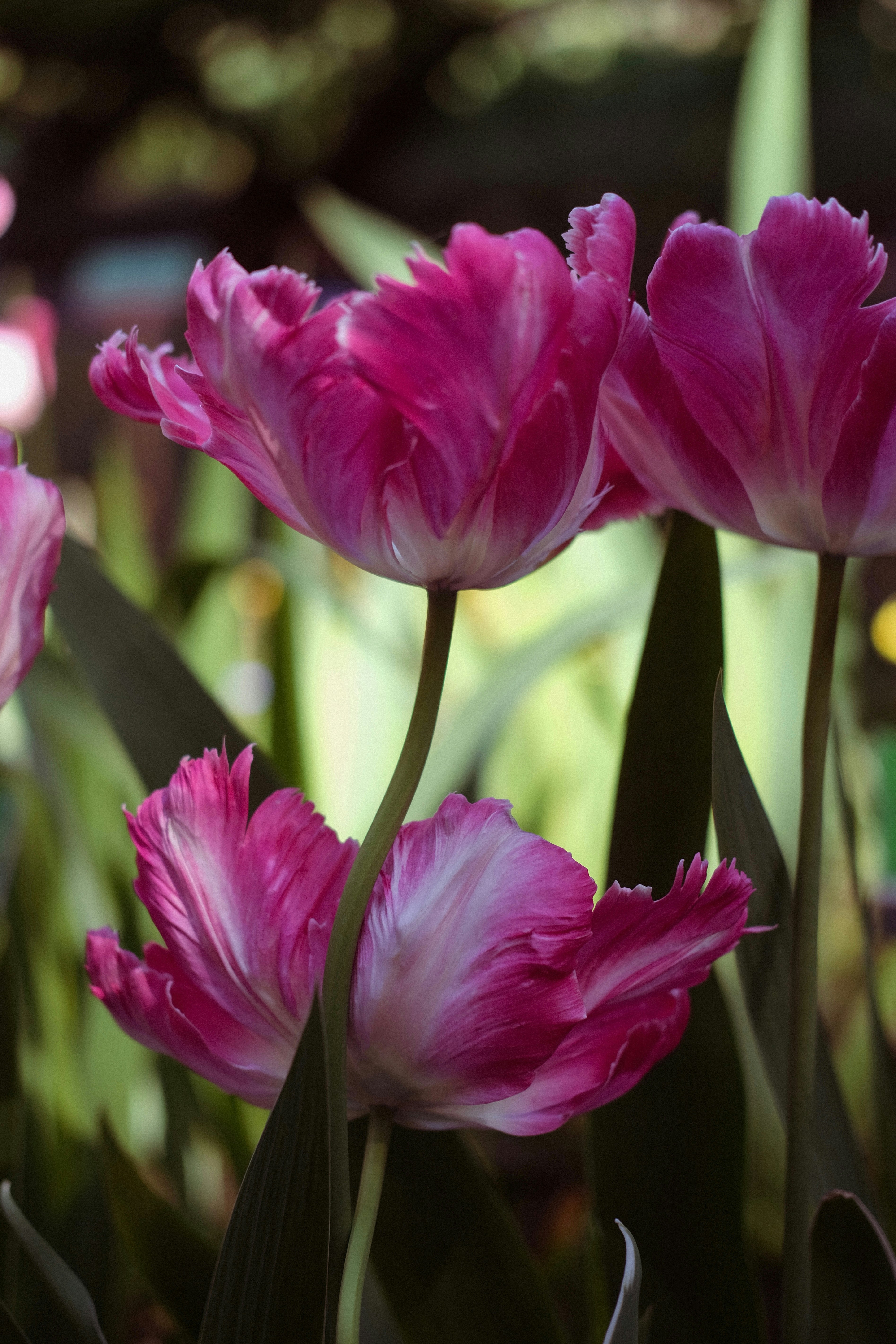Gros plan de tulipes roses éclatantes et à volants en pleine floraison dans un jardin.