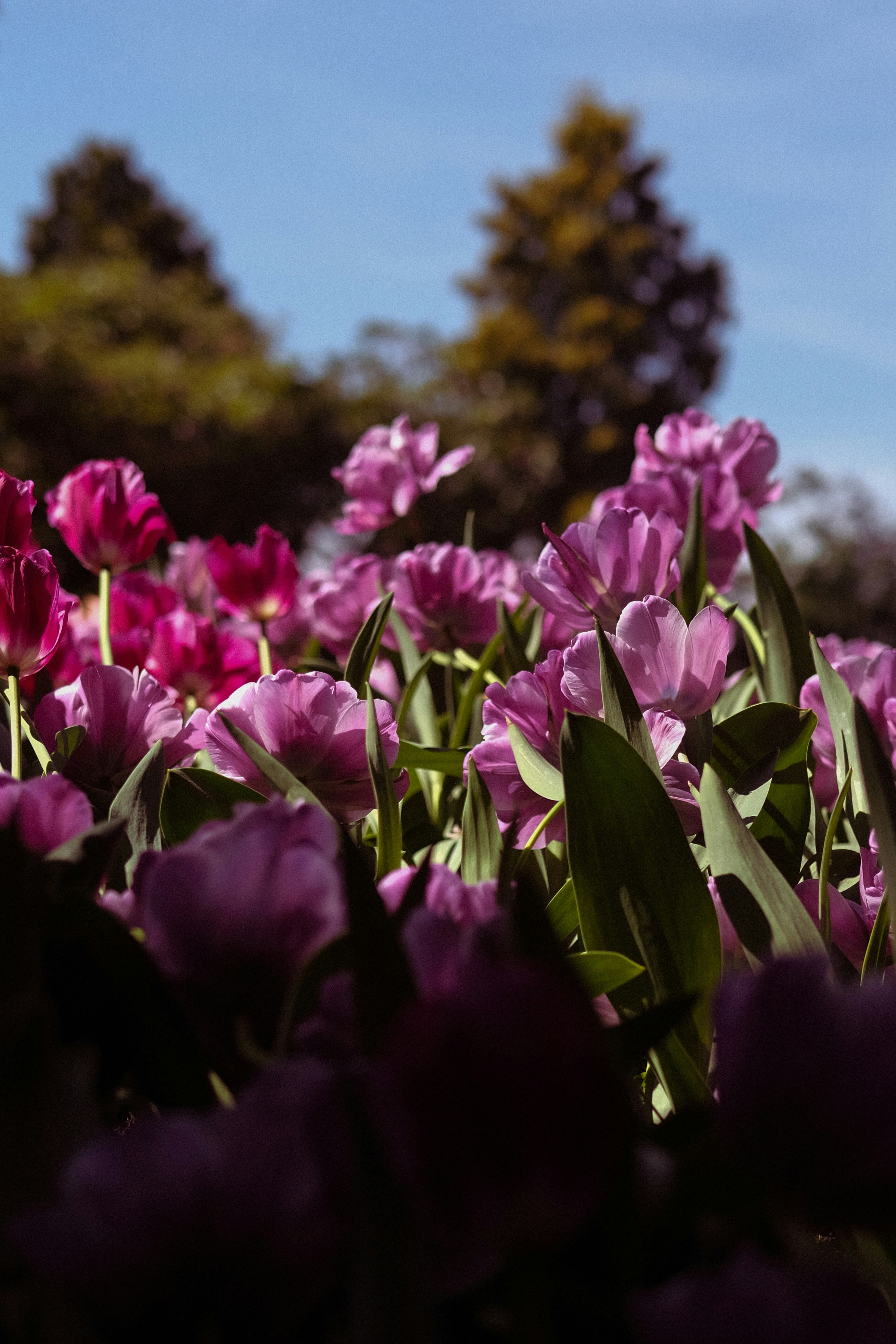 Un champ de tulipes violettes en fleurs sous un ciel bleu.