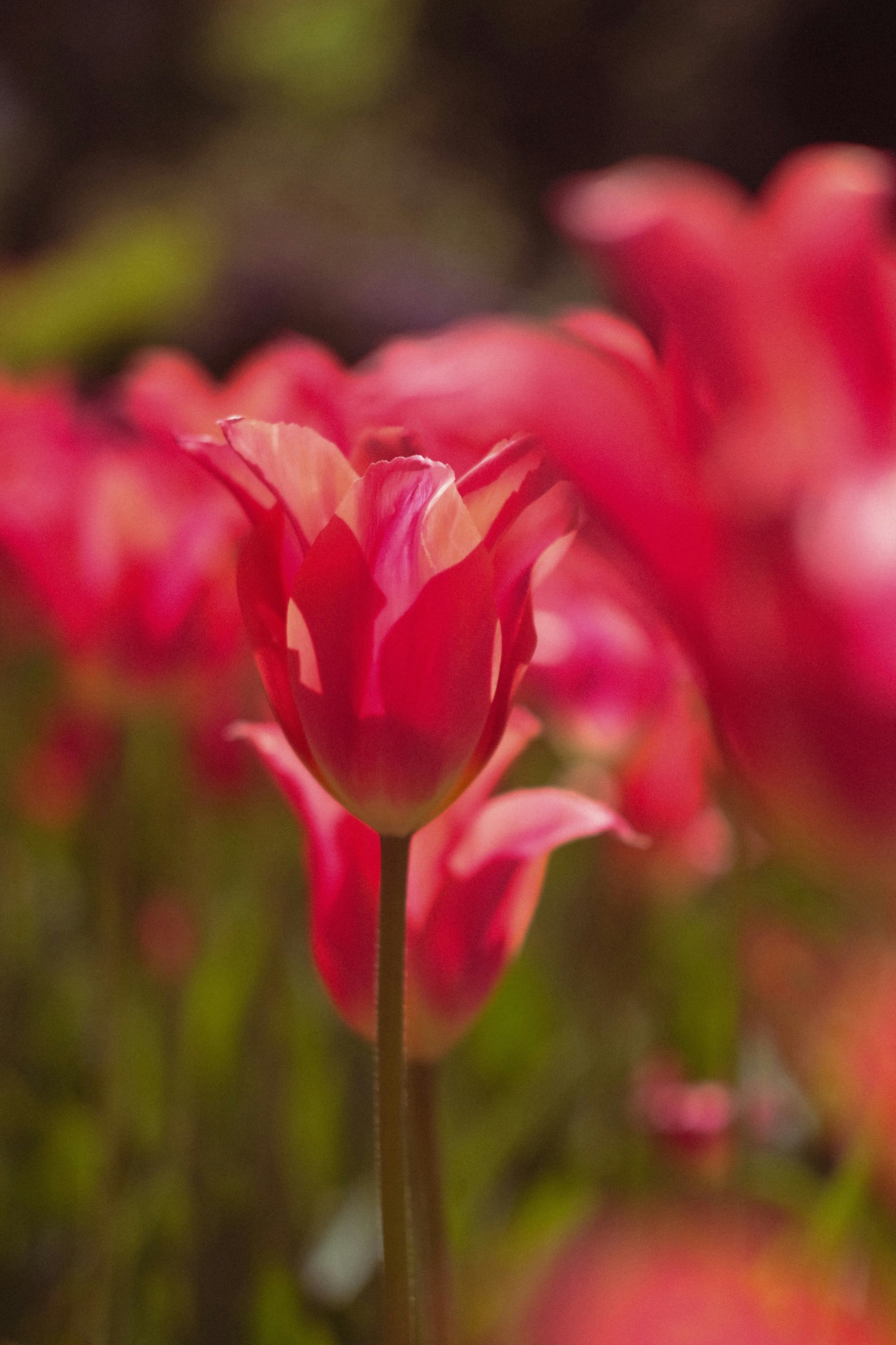 Un champ de tulipes roses éclatantes en fleurs.