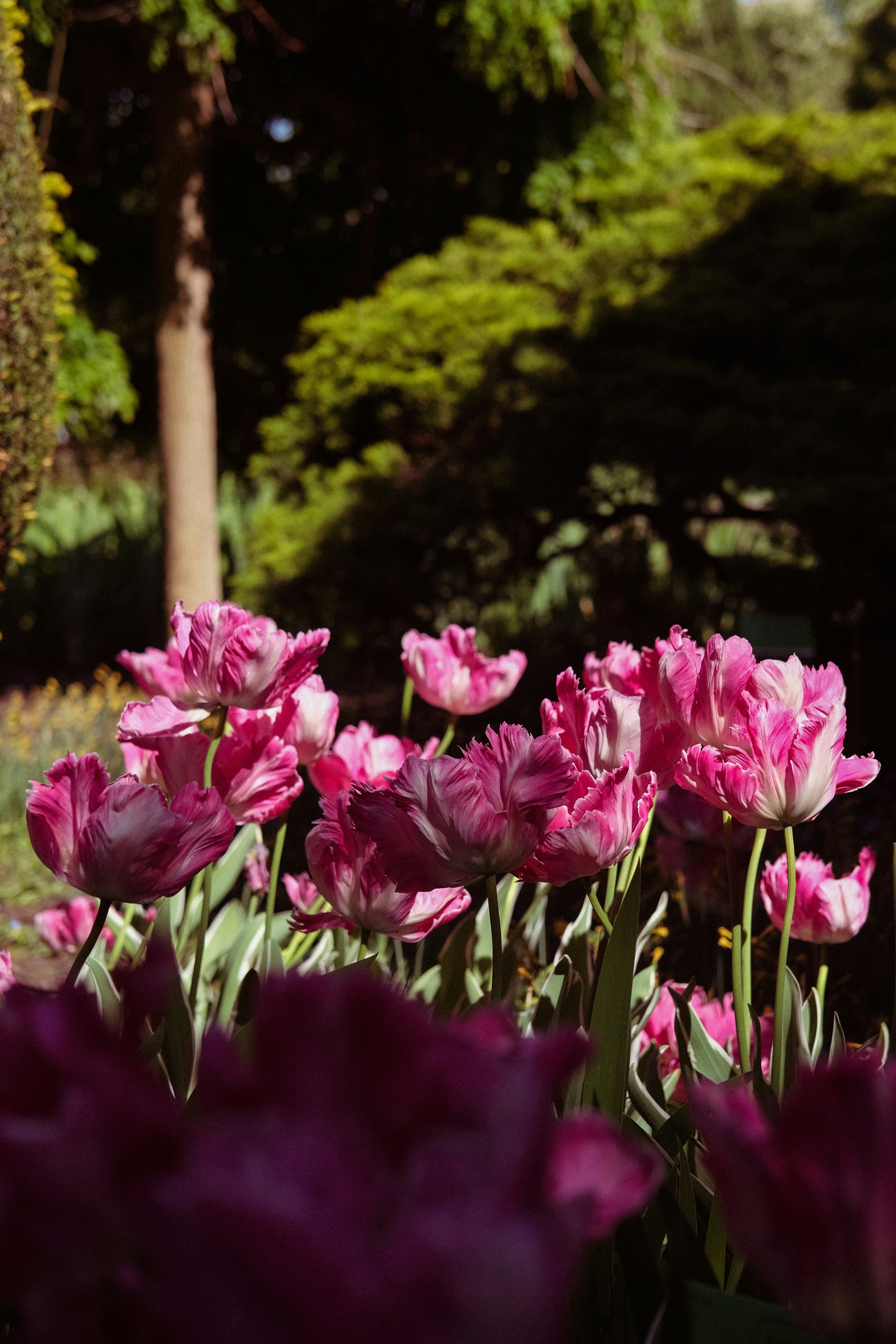 Les tulipes perroquets roses fleurissent dans un jardin baigné de soleil.