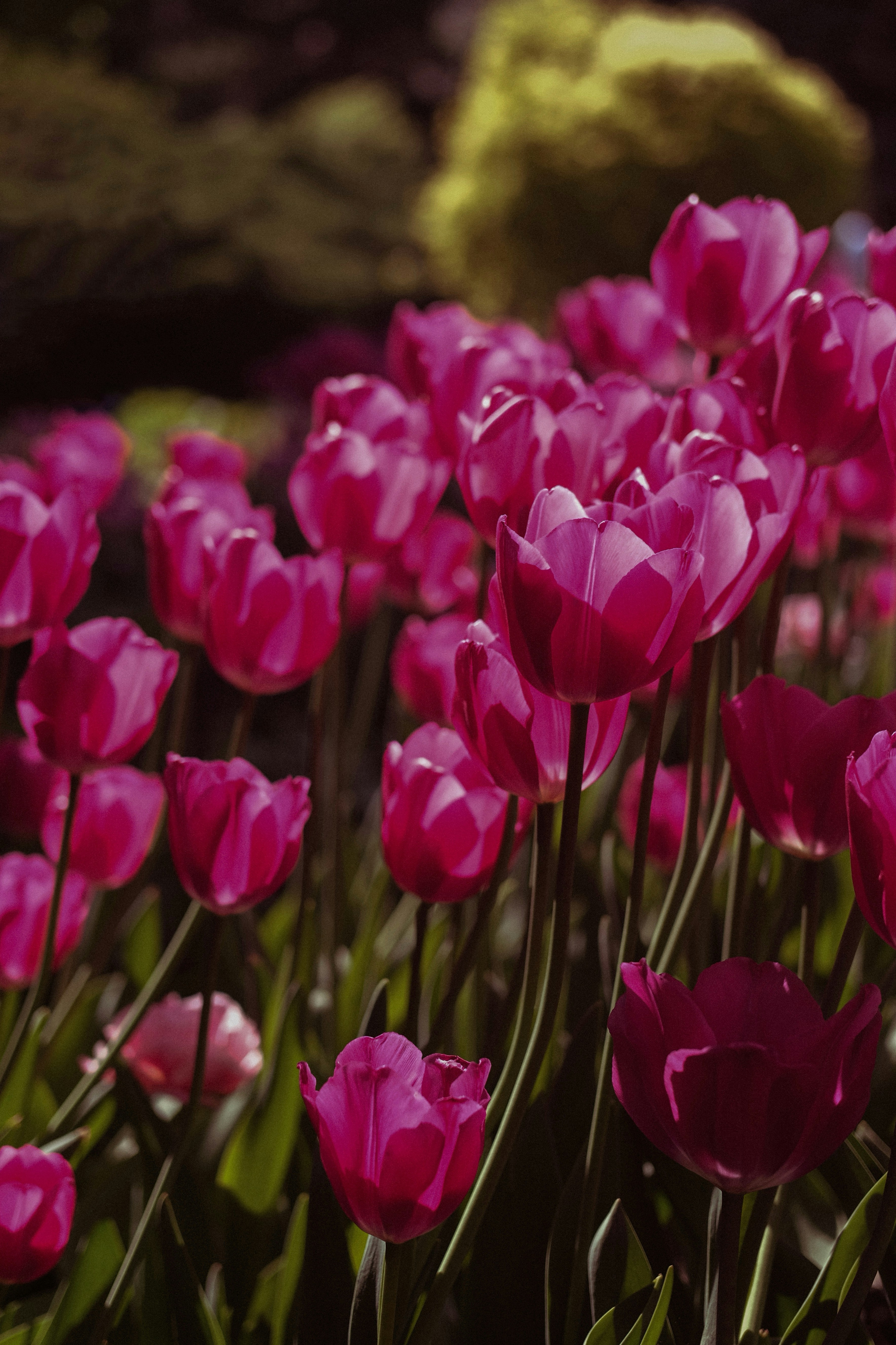 Un champ de tulipes roses éclatantes en fleurs.