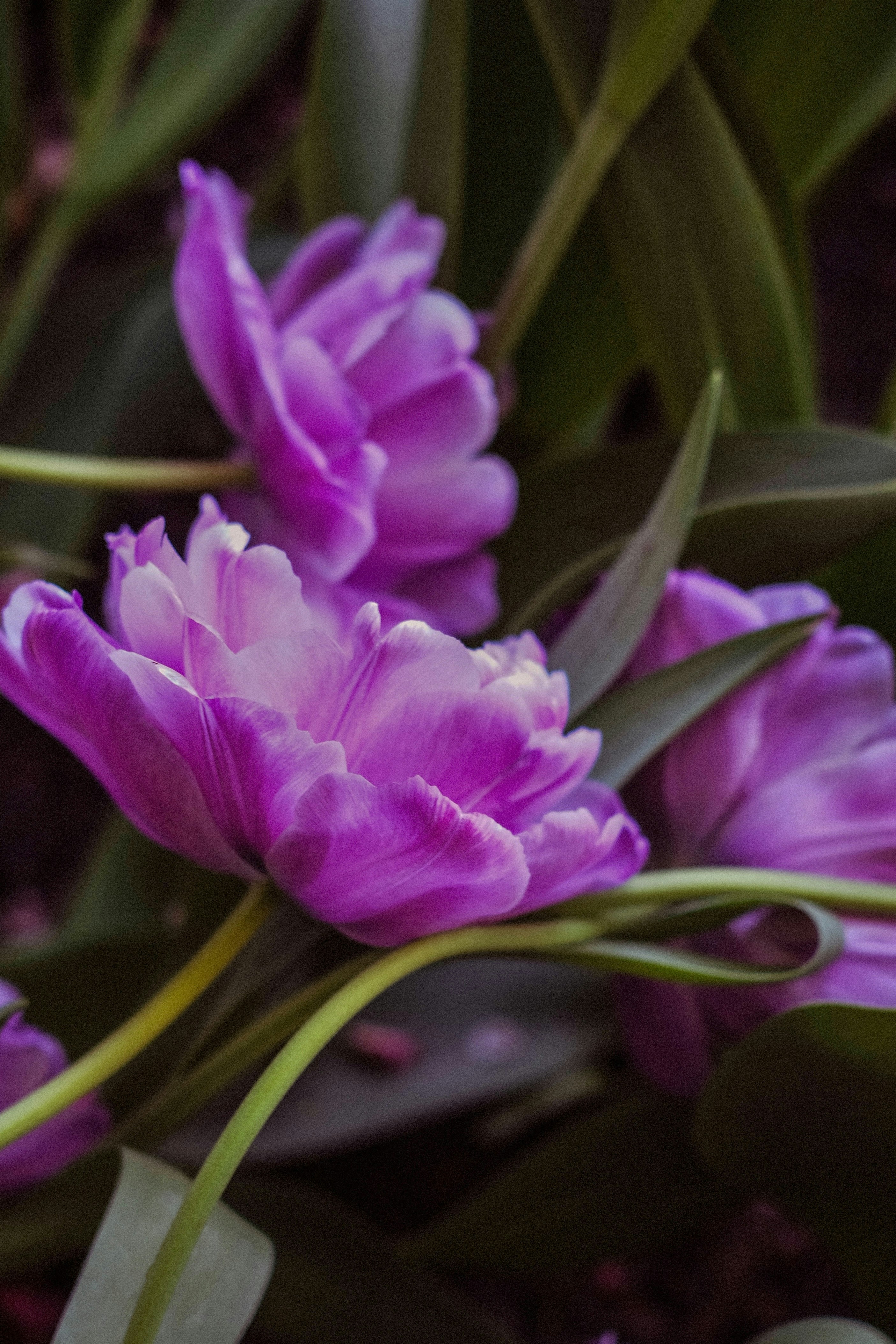 Gros plan de tulipes violettes éclatantes aux feuilles vertes