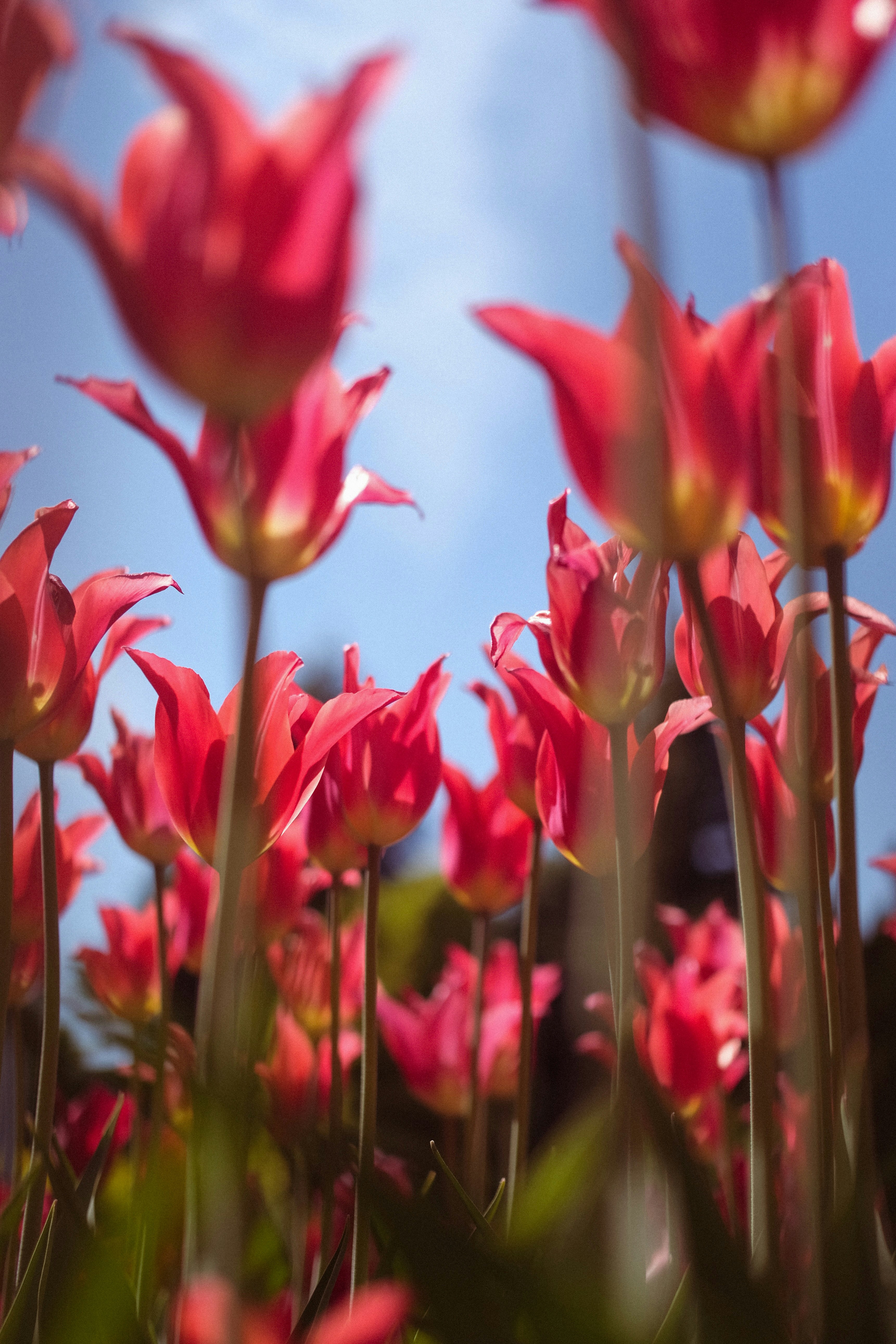 Des tulipes rouges fleurissent sur un ciel bleu éclatant.