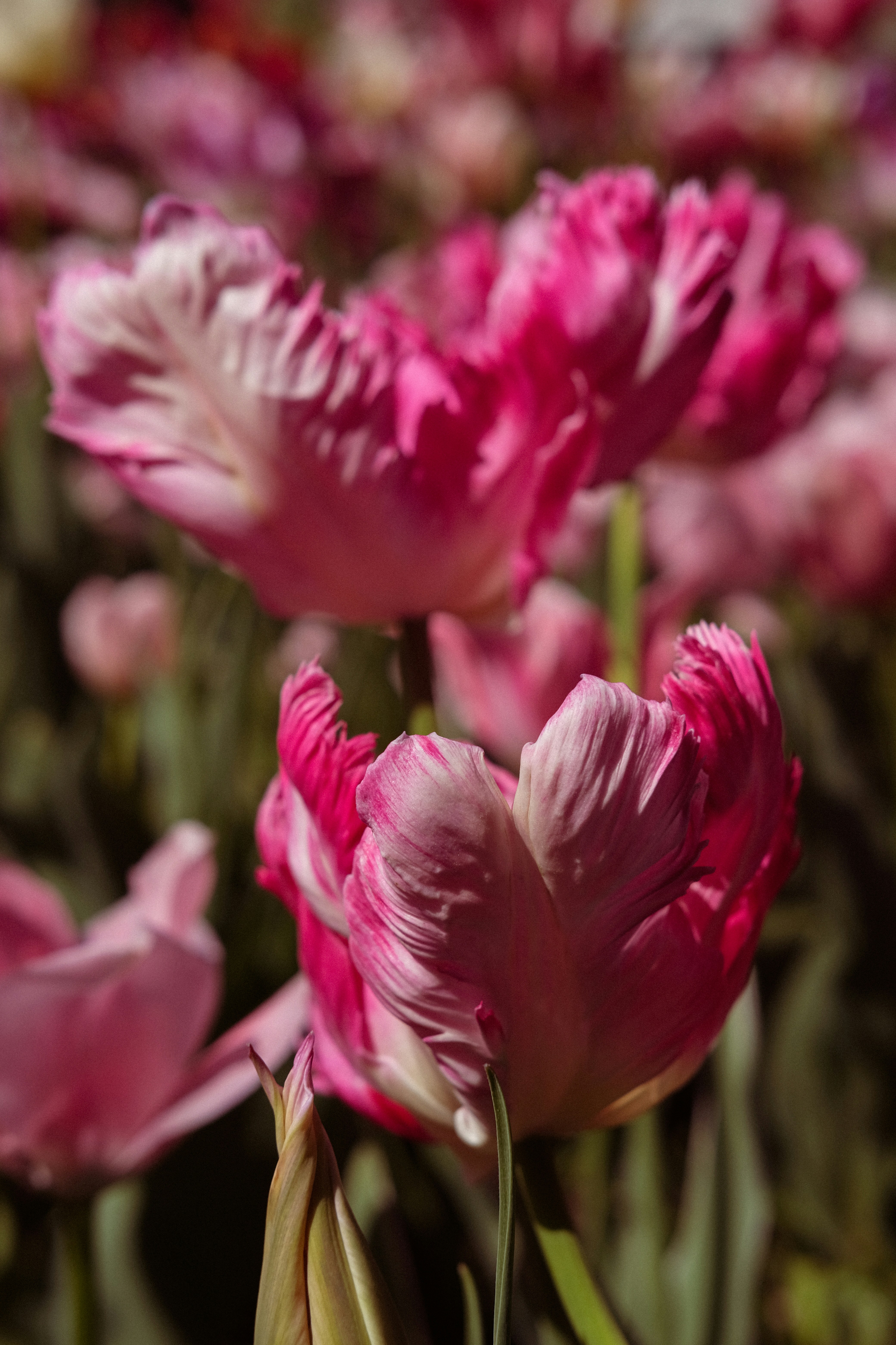 Gros plan des tulipes perroquets roses éclatantes en fleurs