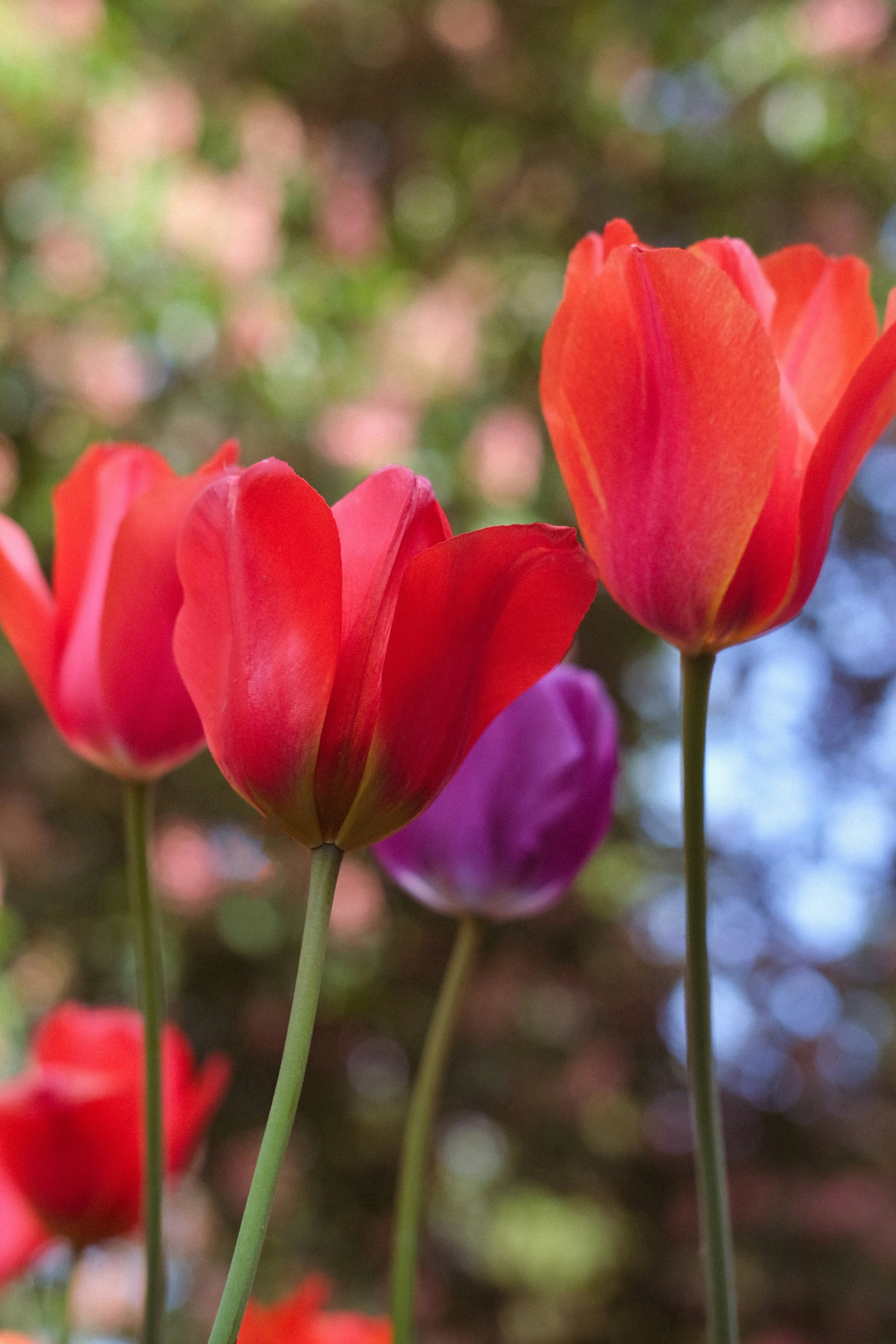 Plusieurs tulipes vibrantes fleurissent dans un cadre de jardin.