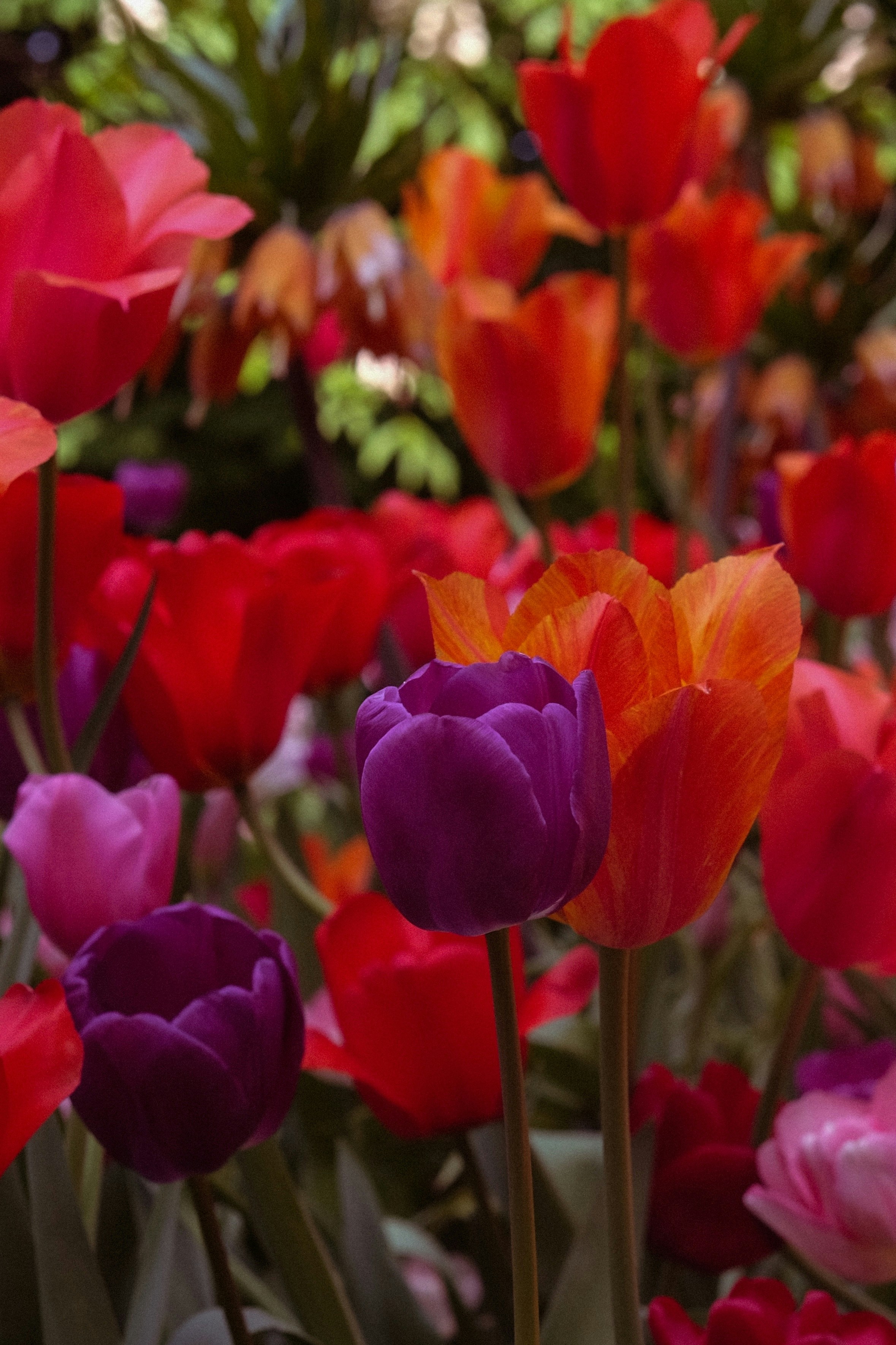 Des tulipes colorées fleurissent dans un cadre de jardin.