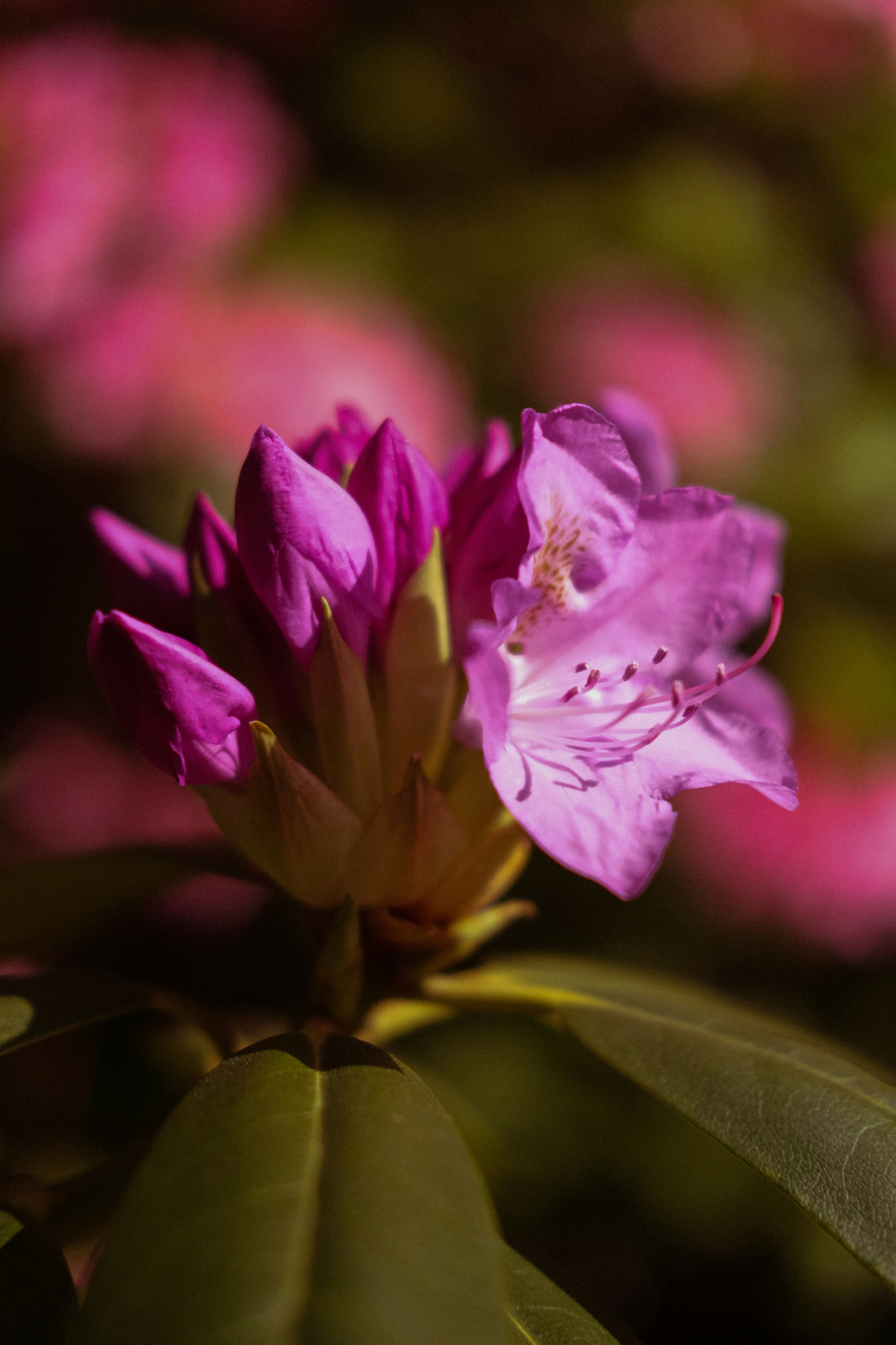 Une fleur de rhododendron rose éclatant avec des bourgeons.
