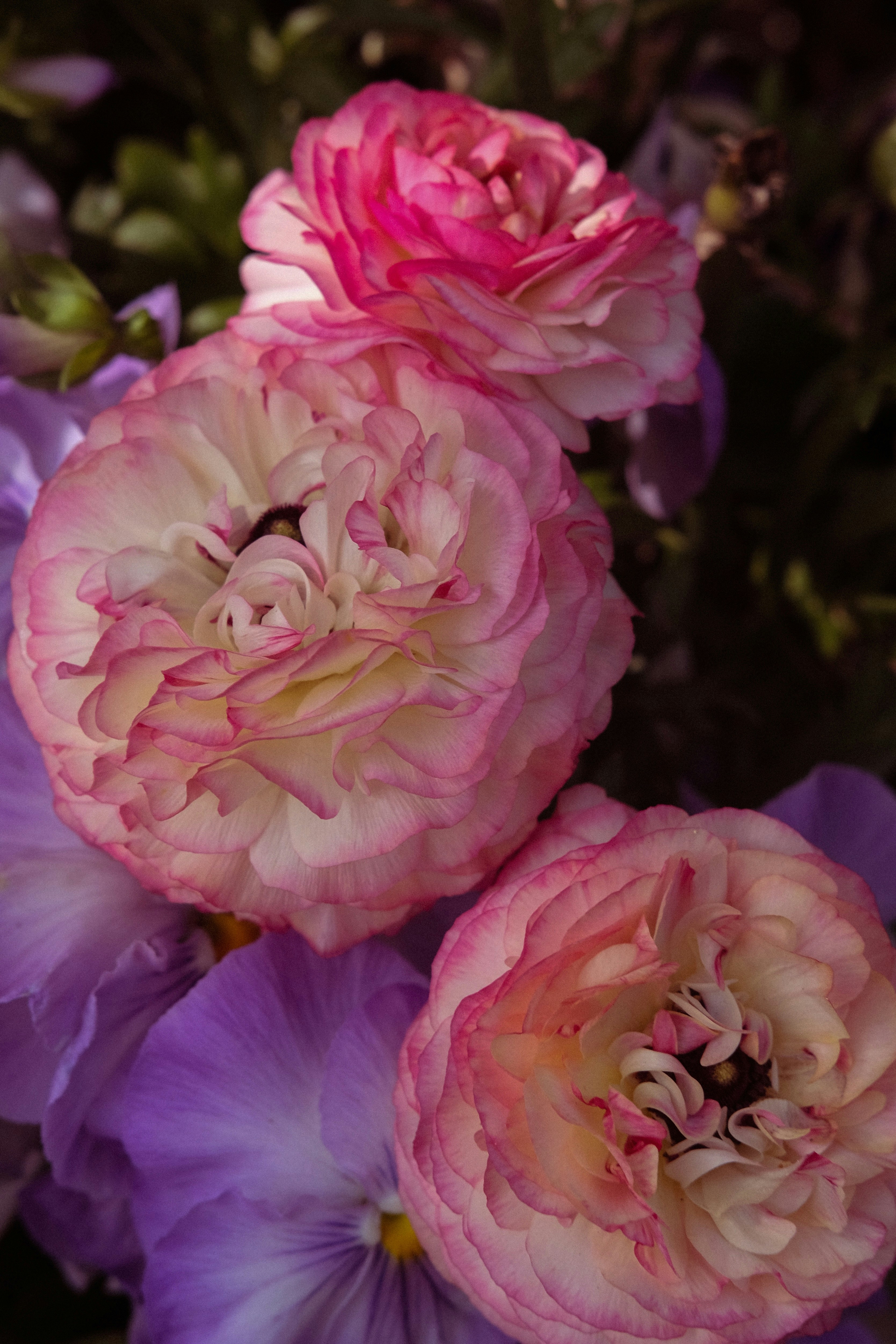 Gros plan sur des fleurs de ranoncules roses et blanches avec des pensées violettes.