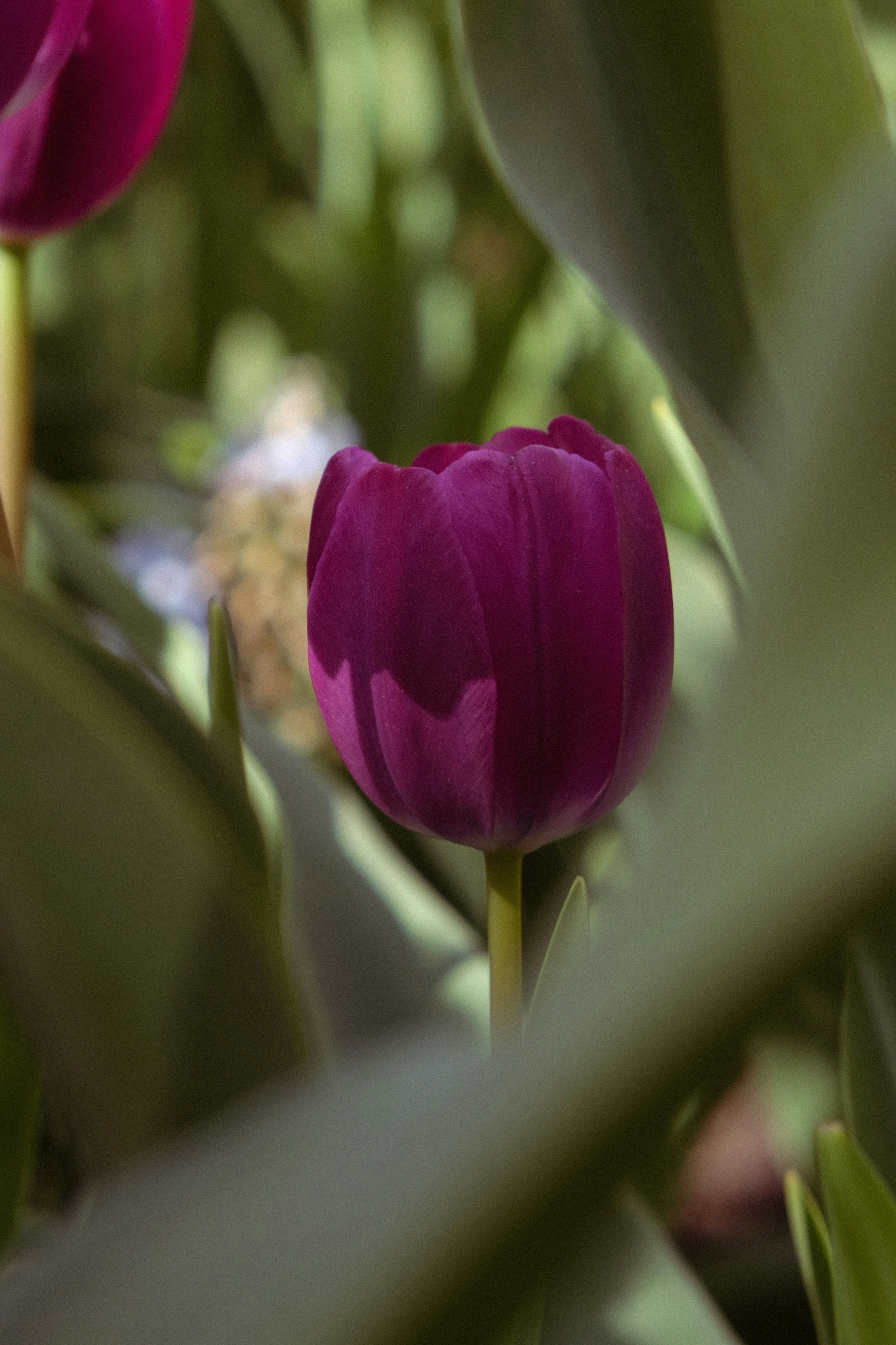 Un gros plan d’une tulipe violet foncé en pleine floraison.