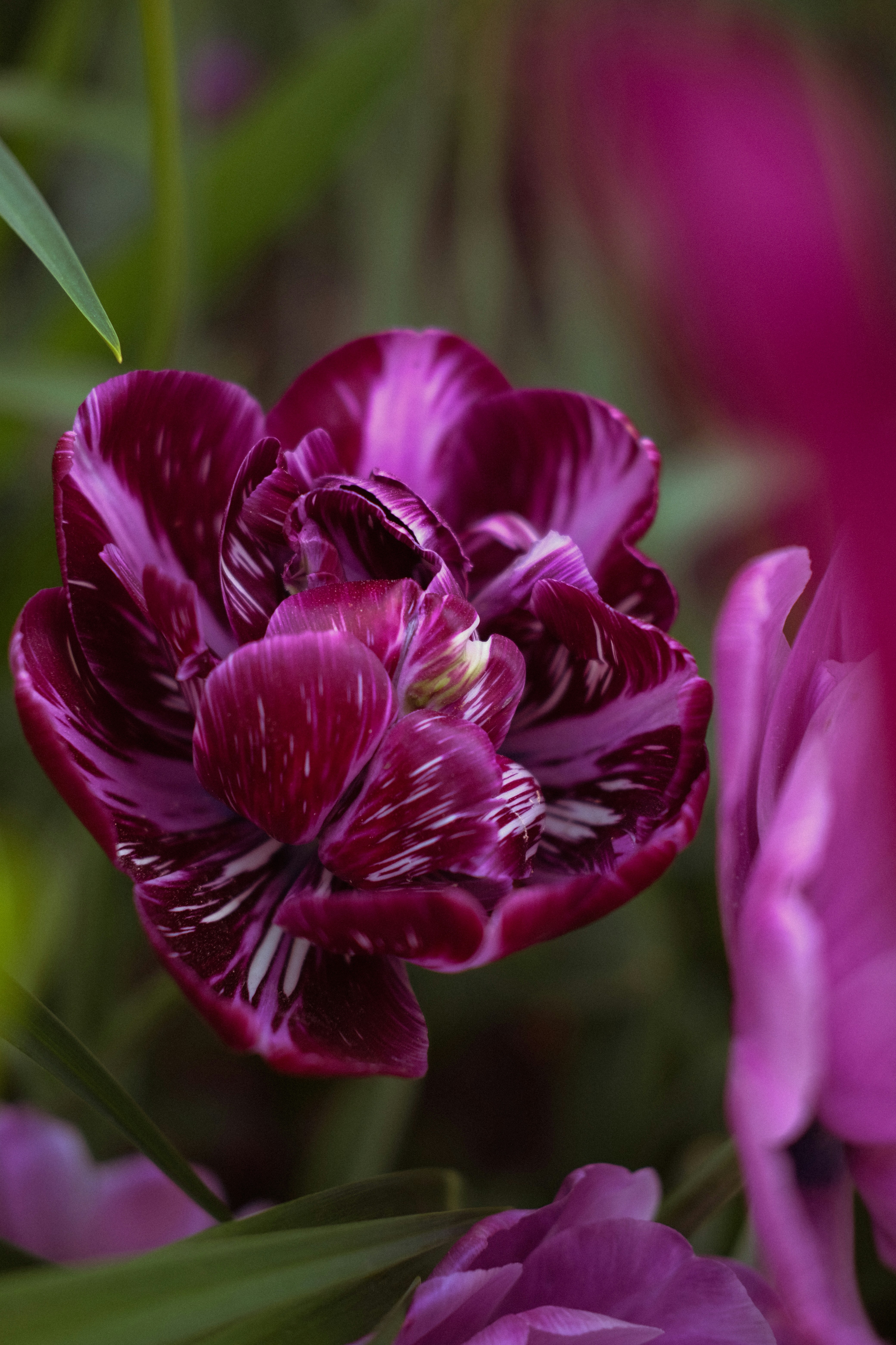 Une tulipe violet foncé avec des stries blanches.