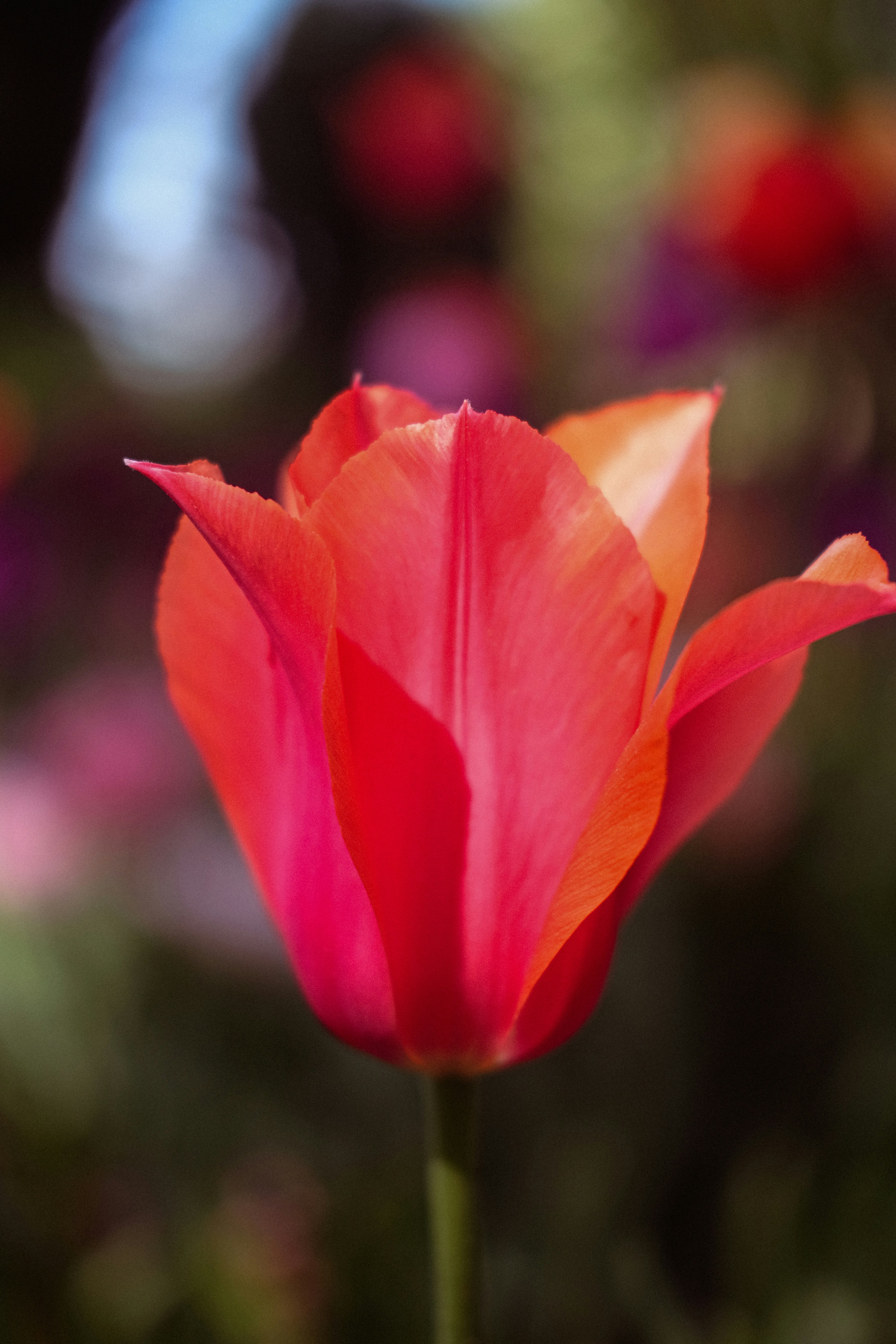 Une tulipe rouge éclatant fleurit en douceur floue.